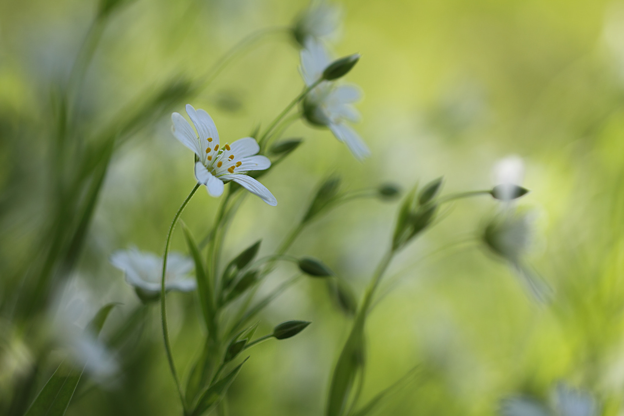 Canon EOS 50D + Canon EF 100mm F2.8L Macro IS USM sample photo. Summer wind photography