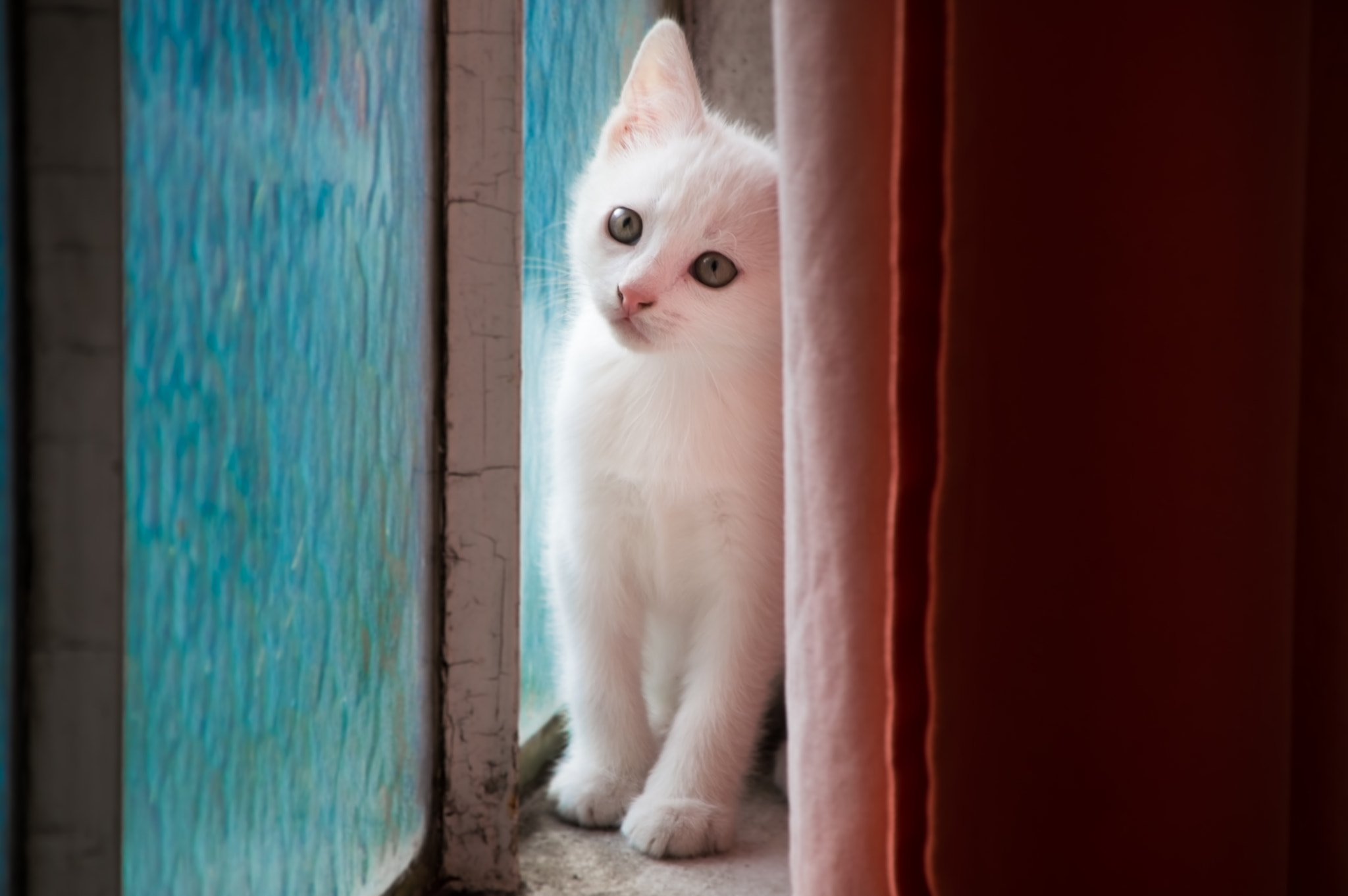 Sigma 28-300mm F3.5-6.3 DG Macro sample photo. White cat photography