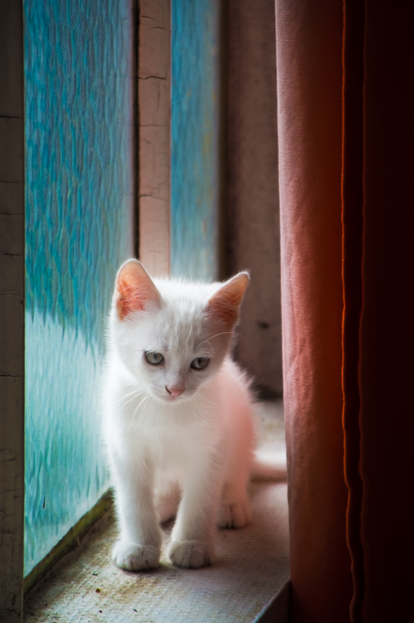 Nikon D3200 sample photo. White cat 2 photography