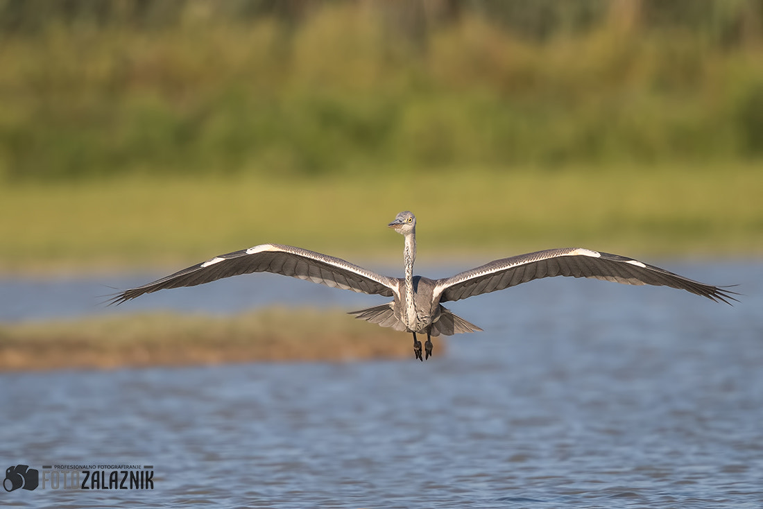 Canon EOS-1D X Mark II + Canon EF 500mm F4L IS II USM sample photo. Into the lens photography