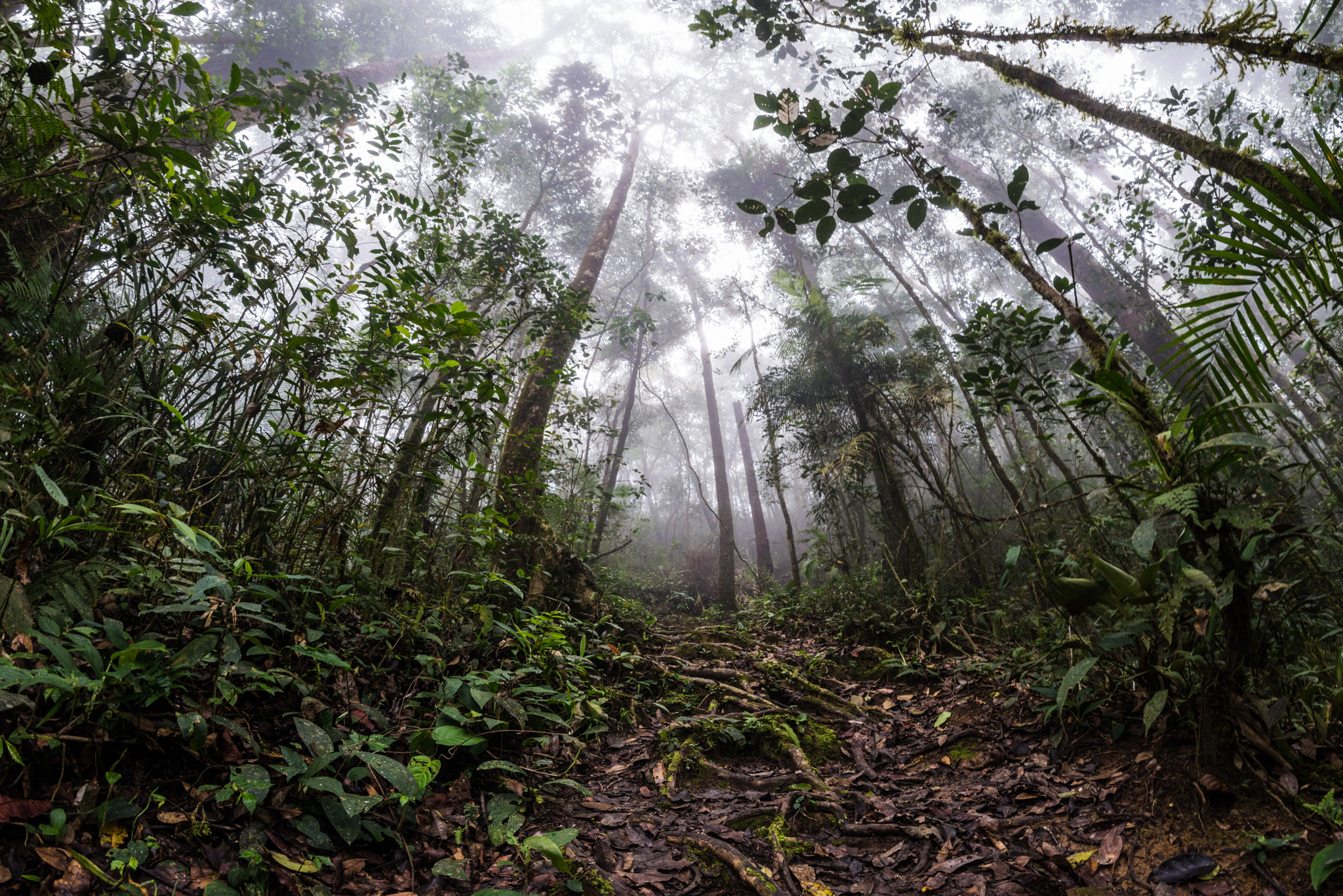 Samyang 12mm F2.8 ED AS NCS Fisheye sample photo. Mount kinabalu rainforest, borneo photography