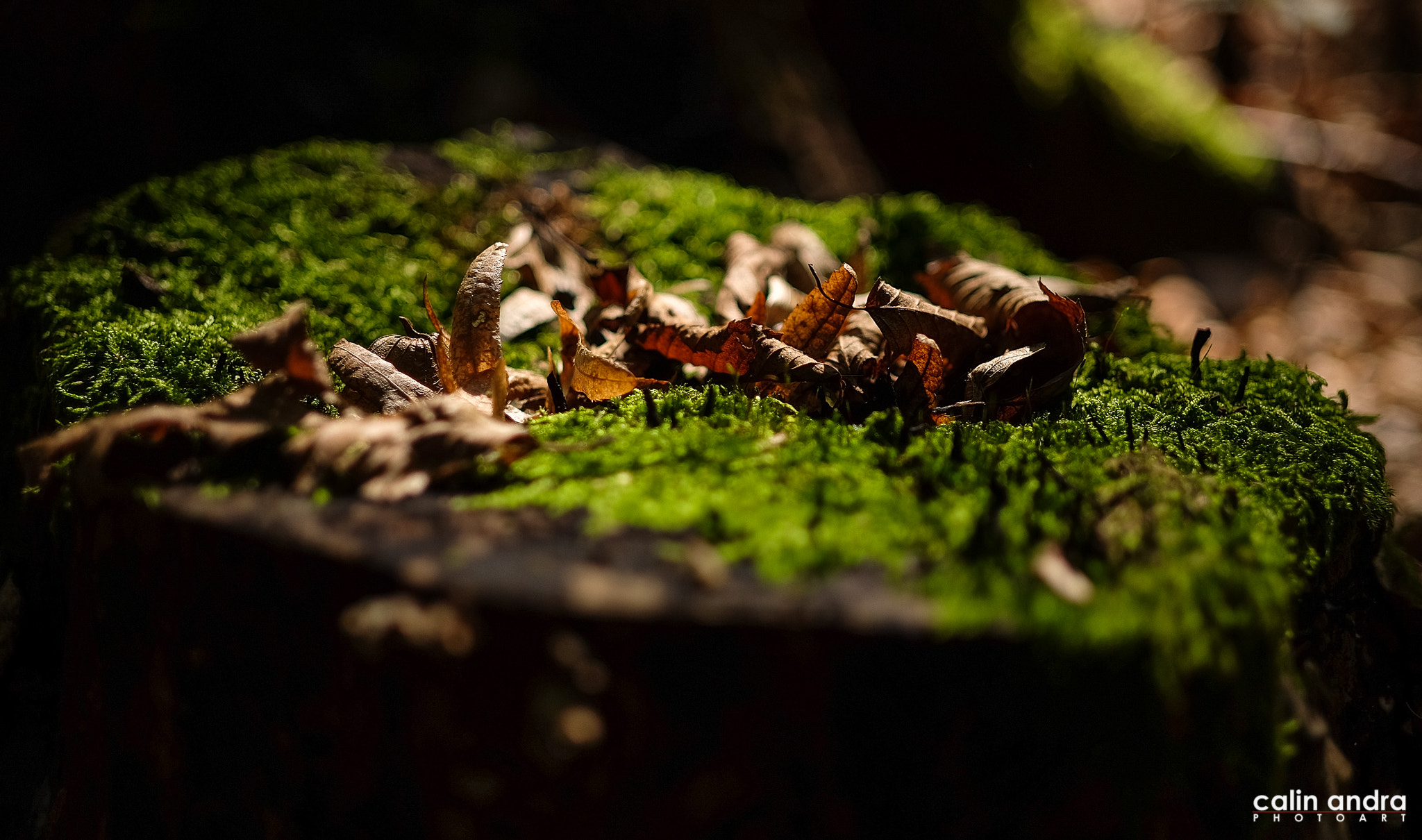 Fujifilm X-T10 + ZEISS Touit 32mm F1.8 sample photo. Miracle of the fall photography