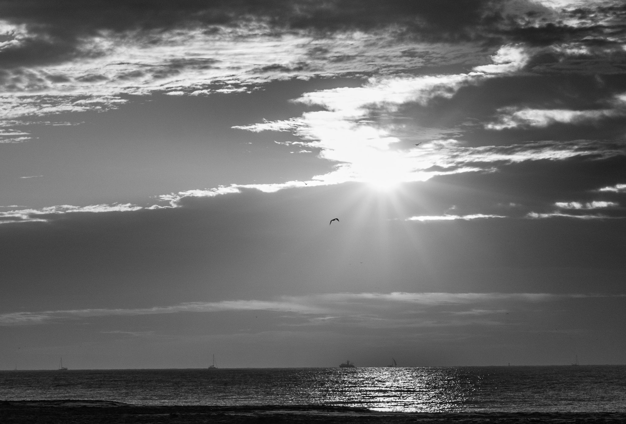 Canon EOS 550D (EOS Rebel T2i / EOS Kiss X4) sample photo. Flying through sun rays photography