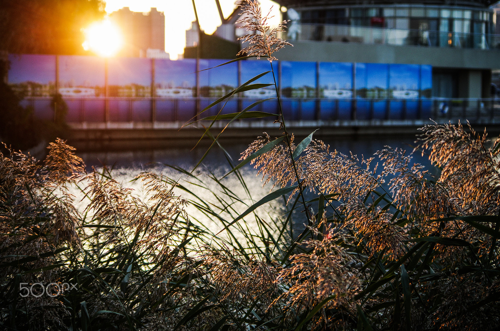 Pentax smc DA 50-200mm F4-5.6 ED sample photo. Autumn - backlight photography