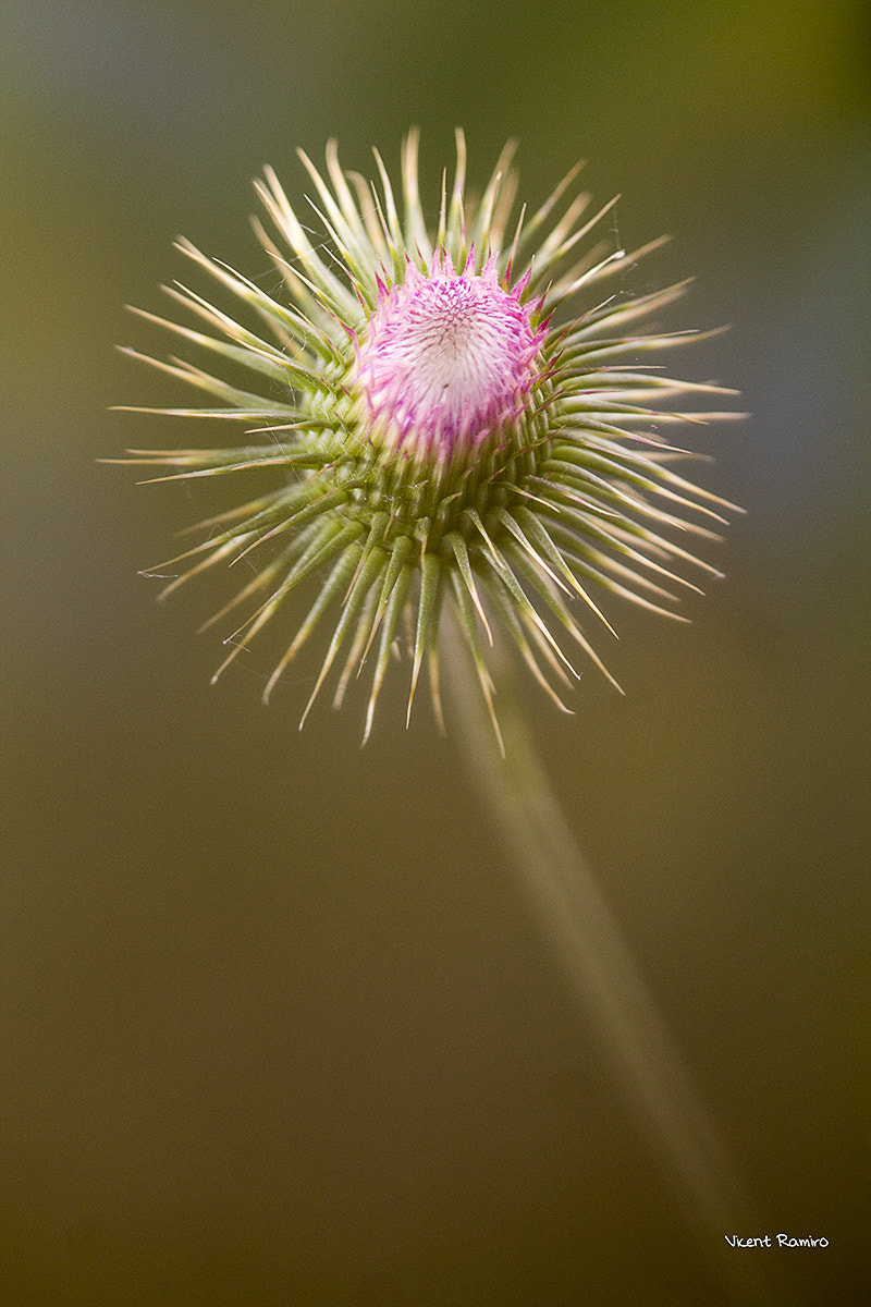 Sigma 105mm F2.8 EX DG OS HSM sample photo. Mrns photography