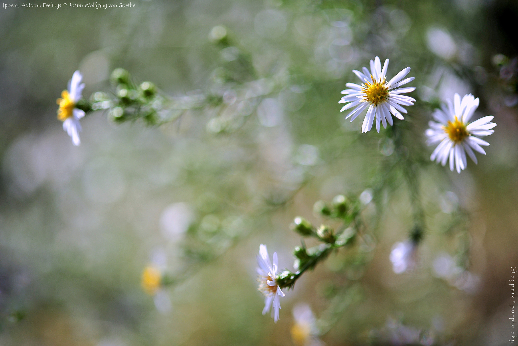 Nikon AF-S Micro-Nikkor 60mm F2.8G ED sample photo. Autumn feelings ii photography