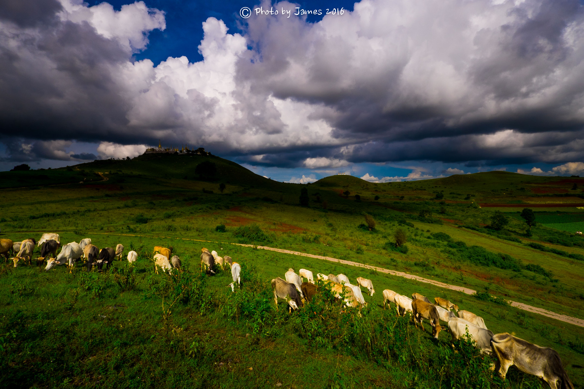 Fujifilm X-T1 sample photo. Herd photography