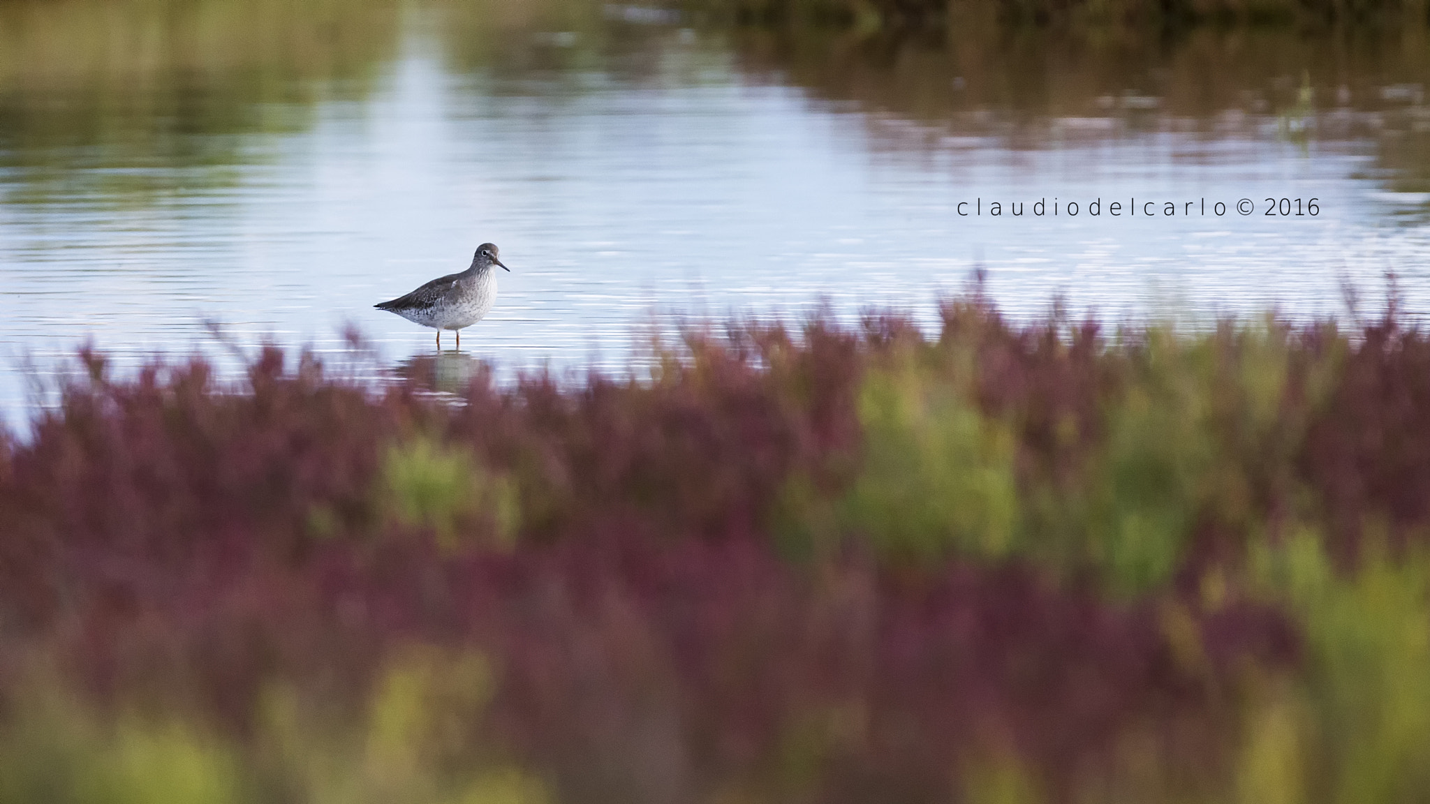 Sigma 150-600mm F5-6.3 DG OS HSM | S sample photo. Dsc photography