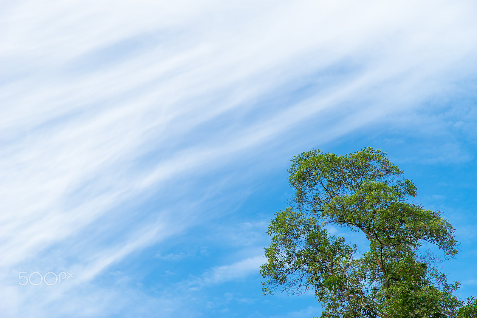 Sony a7 + Canon EF 24-105mm F3.5-5.6 IS STM sample photo. Fresh sky above trees photography
