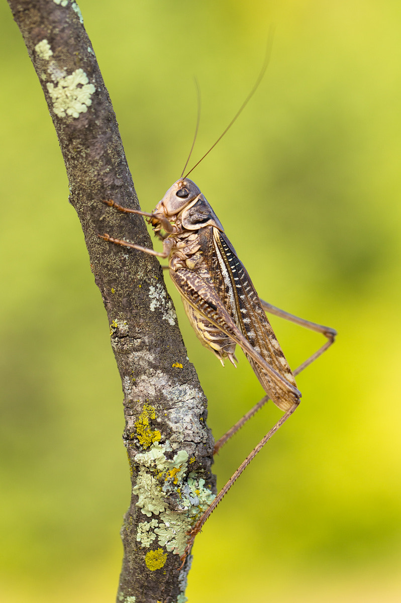 Canon EOS 6D sample photo. Decticus albifrons photography