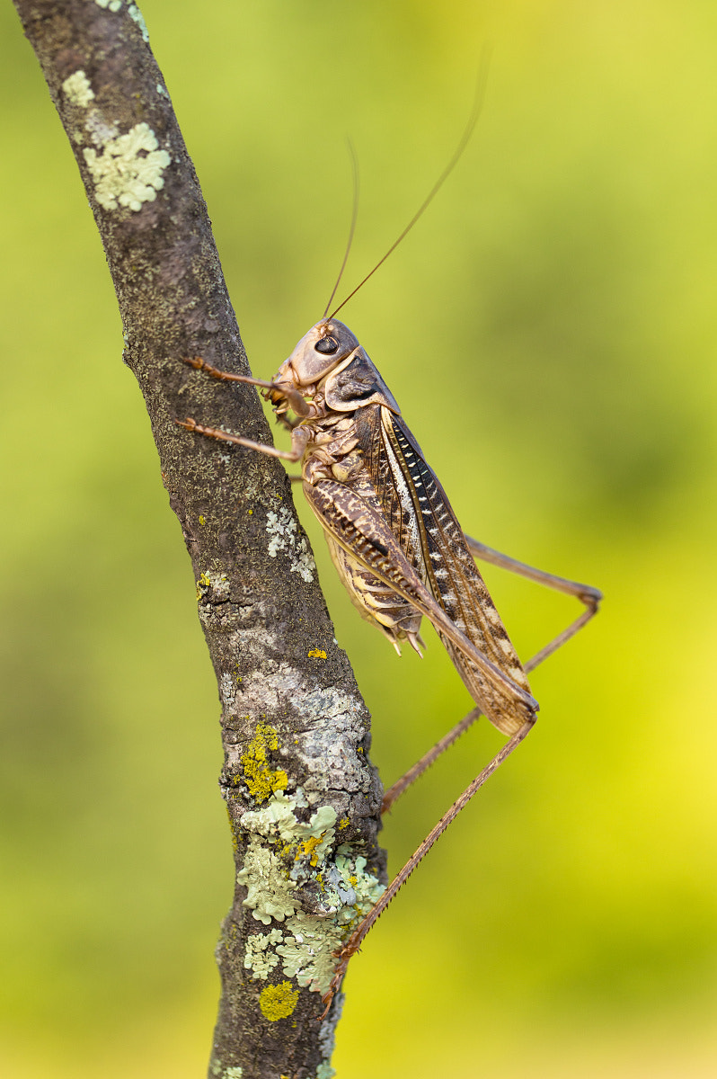 Canon EF 100mm F2.8L Macro IS USM sample photo. Decticus albifrons photography