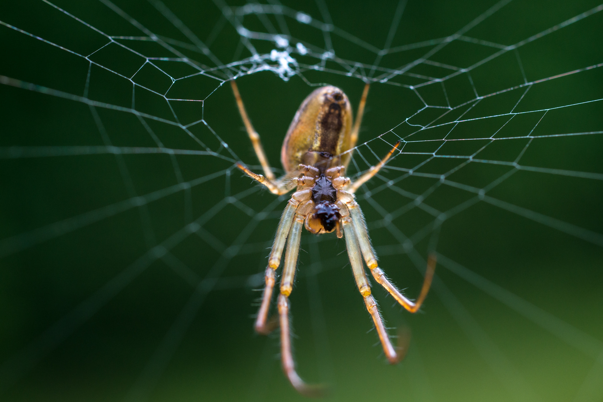 Nikon D800 + Sigma 50mm F2.8 EX DG Macro sample photo. Spider photography