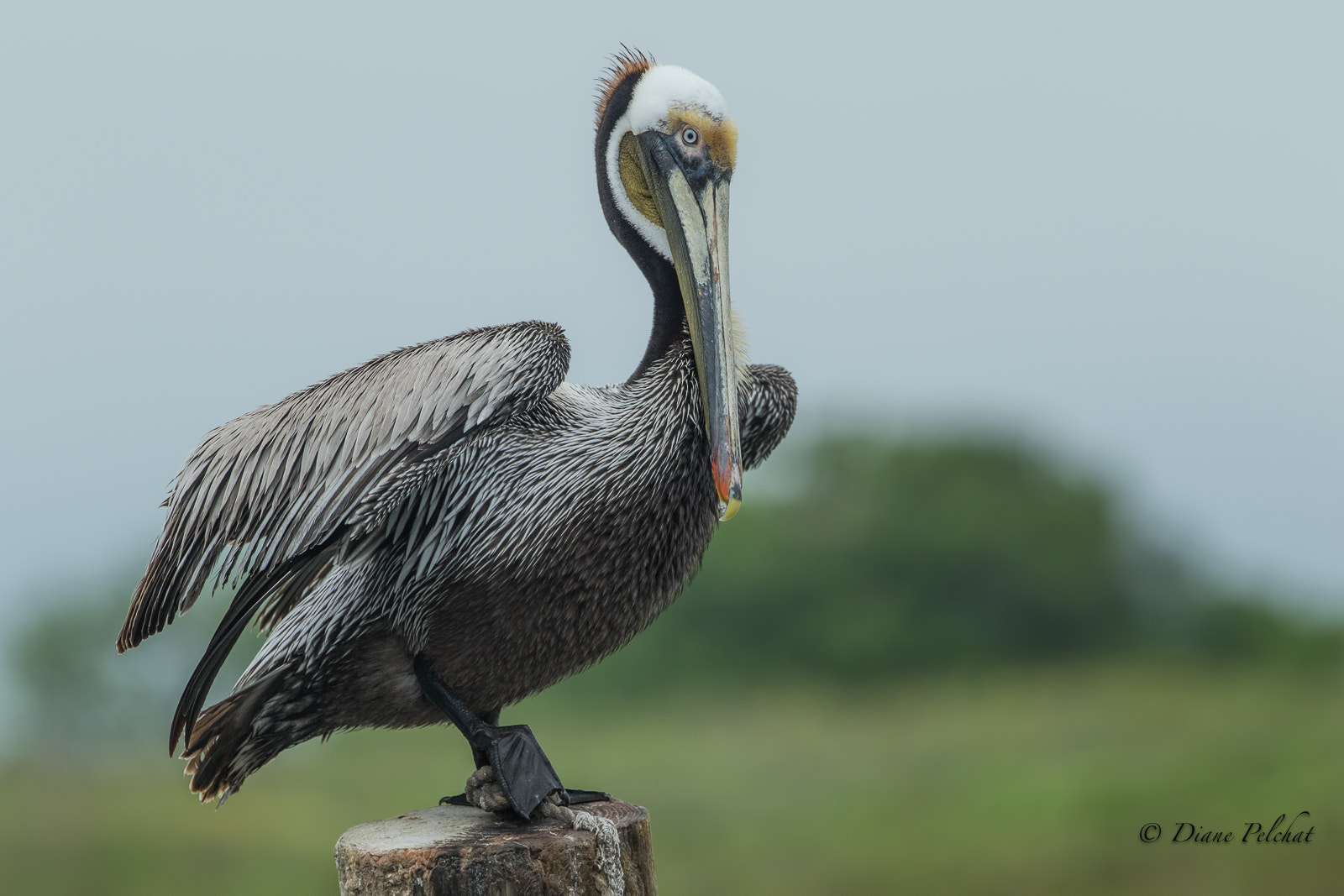 Canon EOS 7D Mark II sample photo. Brown pelican photography