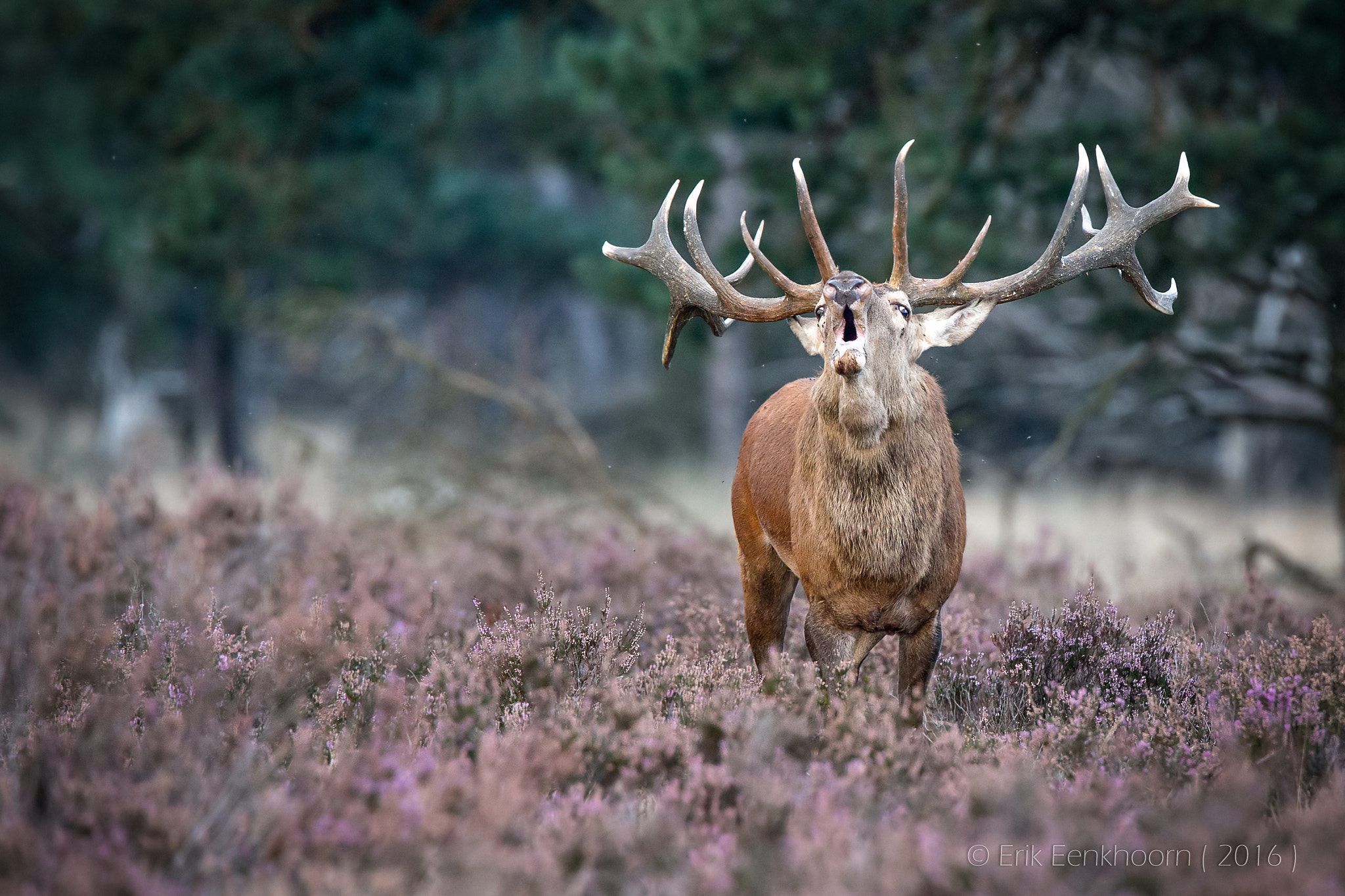 Tamron SP 150-600mm F5-6.3 Di VC USD sample photo. Edelhert photography