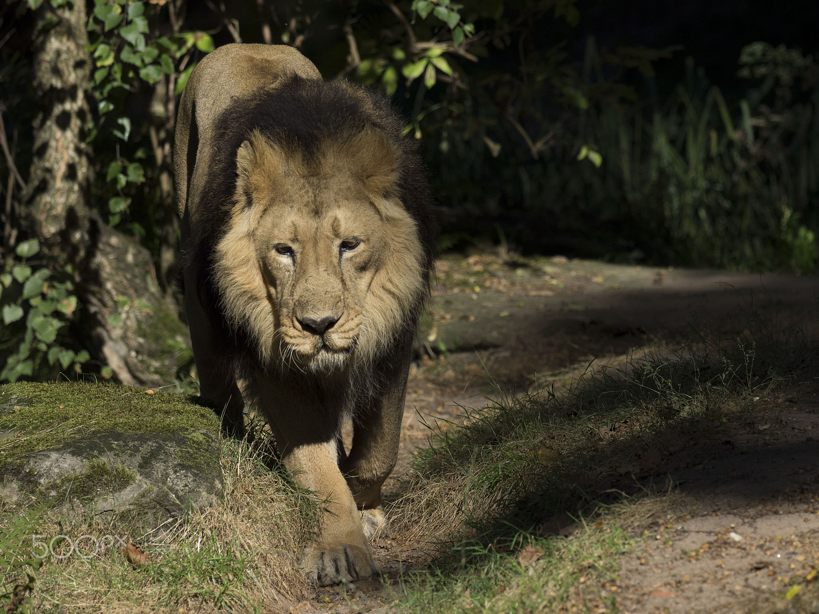 Olympus OM-D E-M1 + OLYMPUS M.300mm F4.0 sample photo. Lion photography