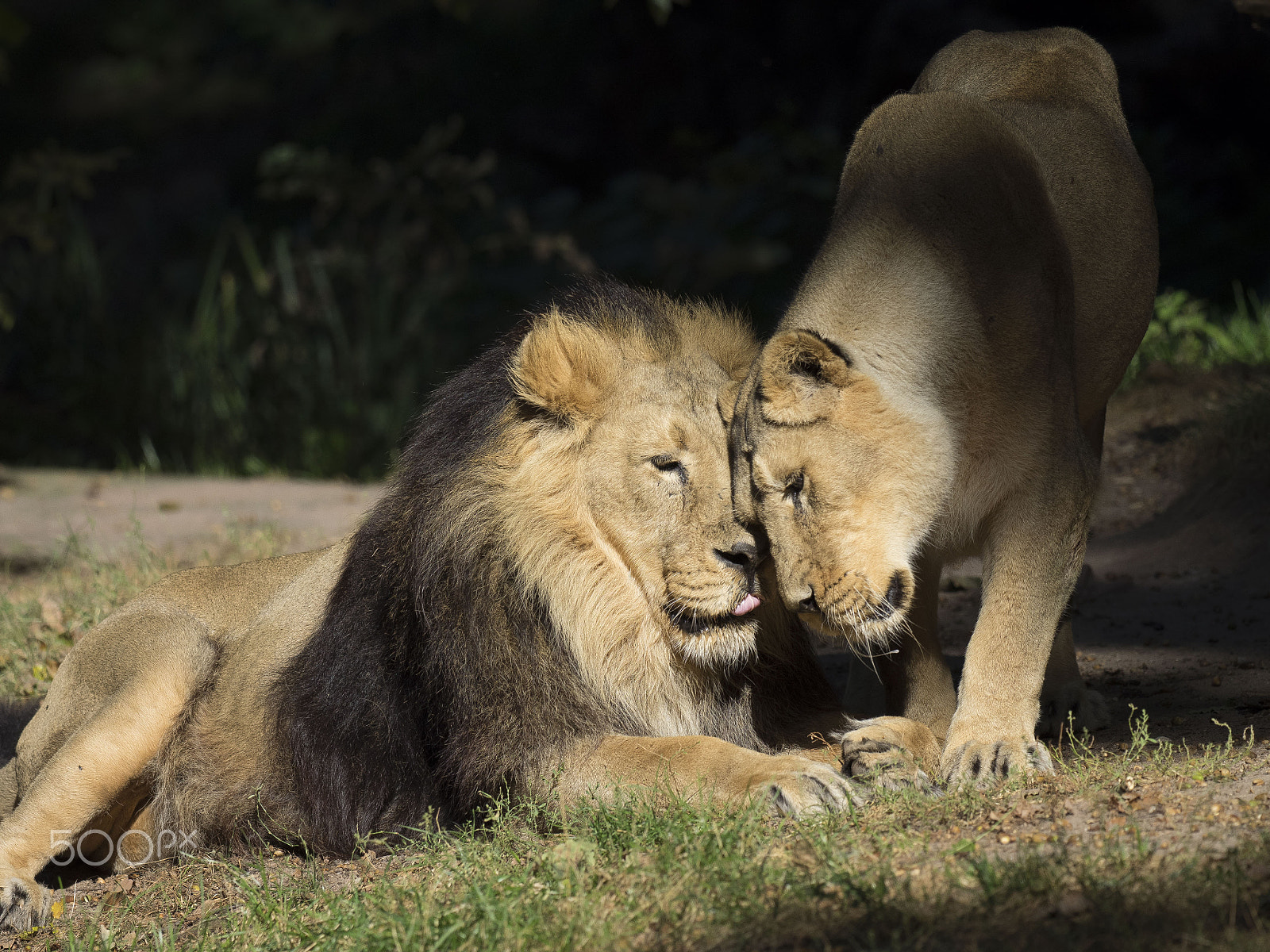Olympus OM-D E-M1 + OLYMPUS M.300mm F4.0 sample photo. Love me tender photography