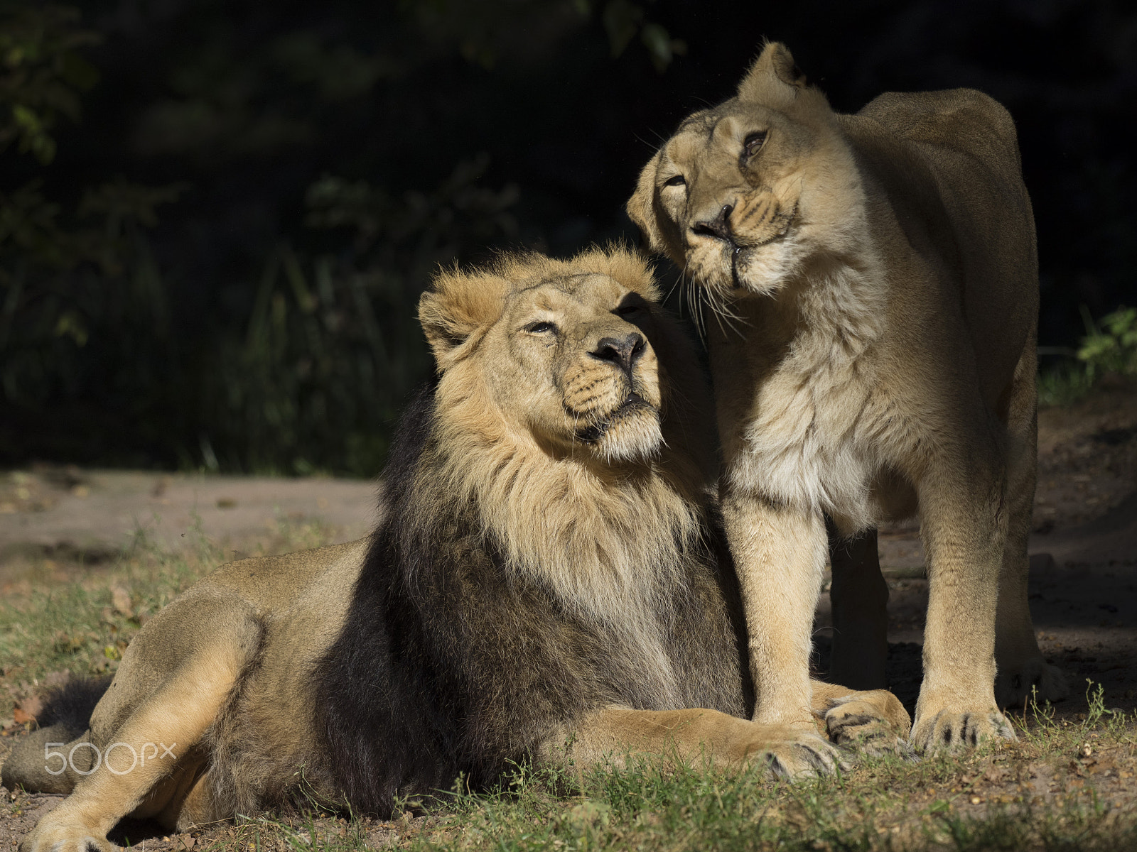 Olympus OM-D E-M1 + OLYMPUS M.300mm F4.0 sample photo. Love me tender photography