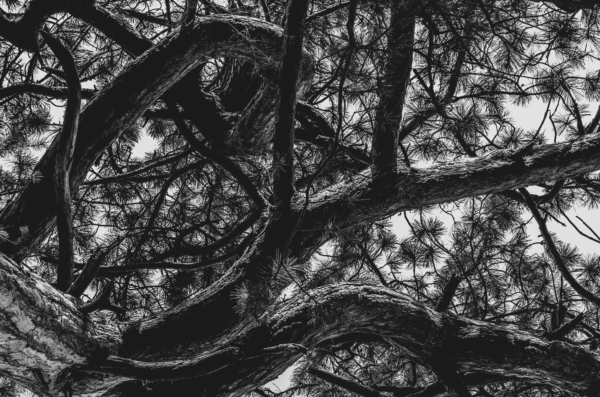 Pentax K-50 sample photo. Branching out photography