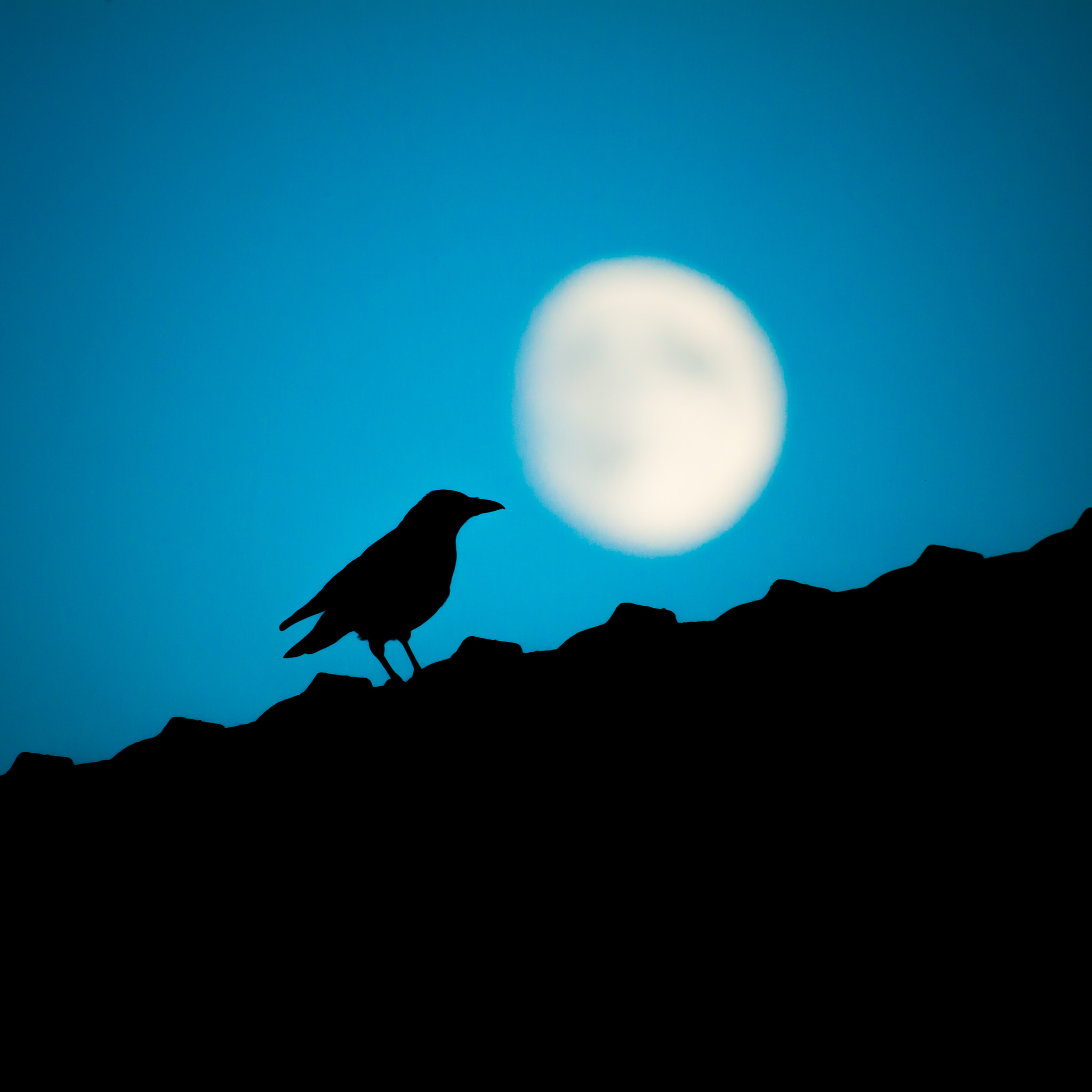 Canon EOS 50D + Canon EF 400mm F5.6L USM sample photo. The crow & the moon photography