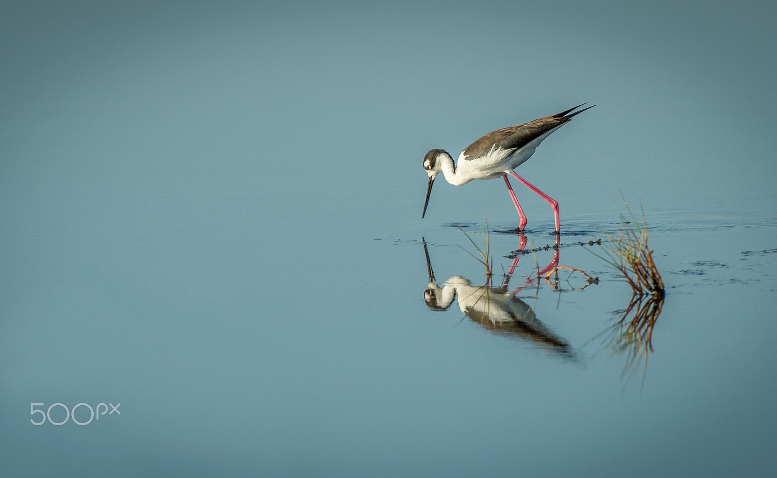 Nikon D4 + Nikon AF-S Nikkor 200-400mm F4G ED-IF VR sample photo. Black-necked stilt photography