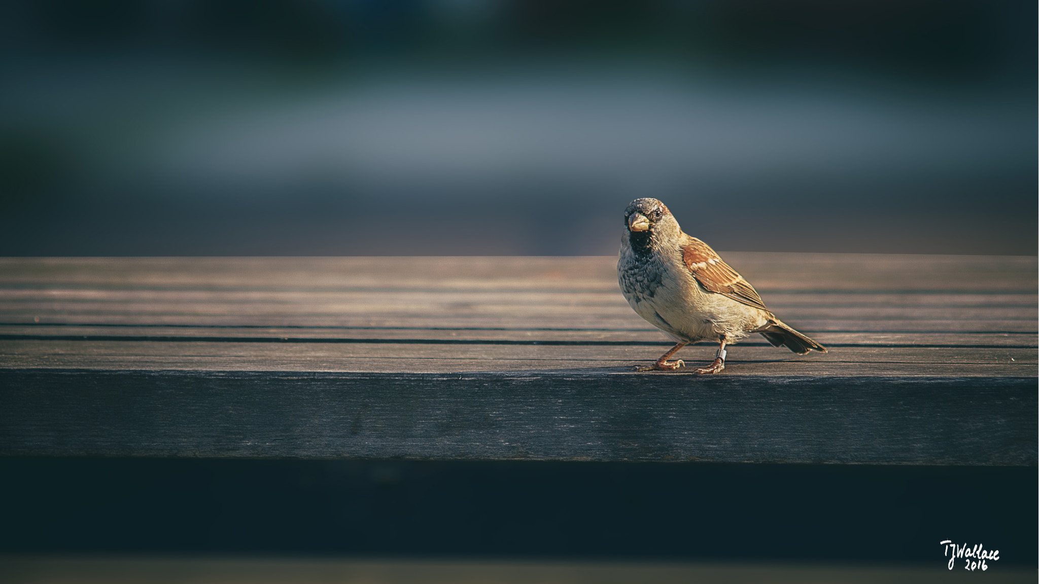 Sigma 50-150mm F2.8 EX APO DC HSM II sample photo. Angry bird photography