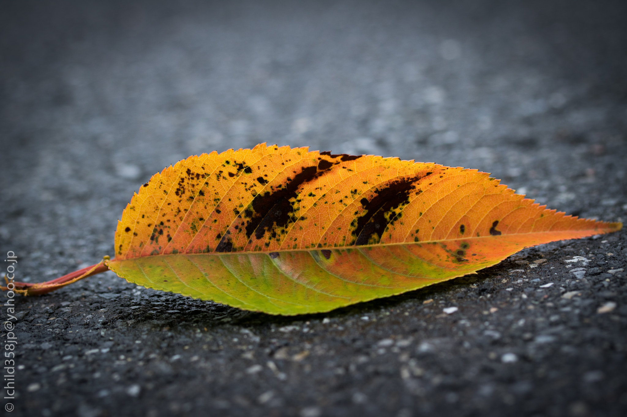 Canon EOS 760D (EOS Rebel T6s / EOS 8000D) sample photo. Fallen leaf photography