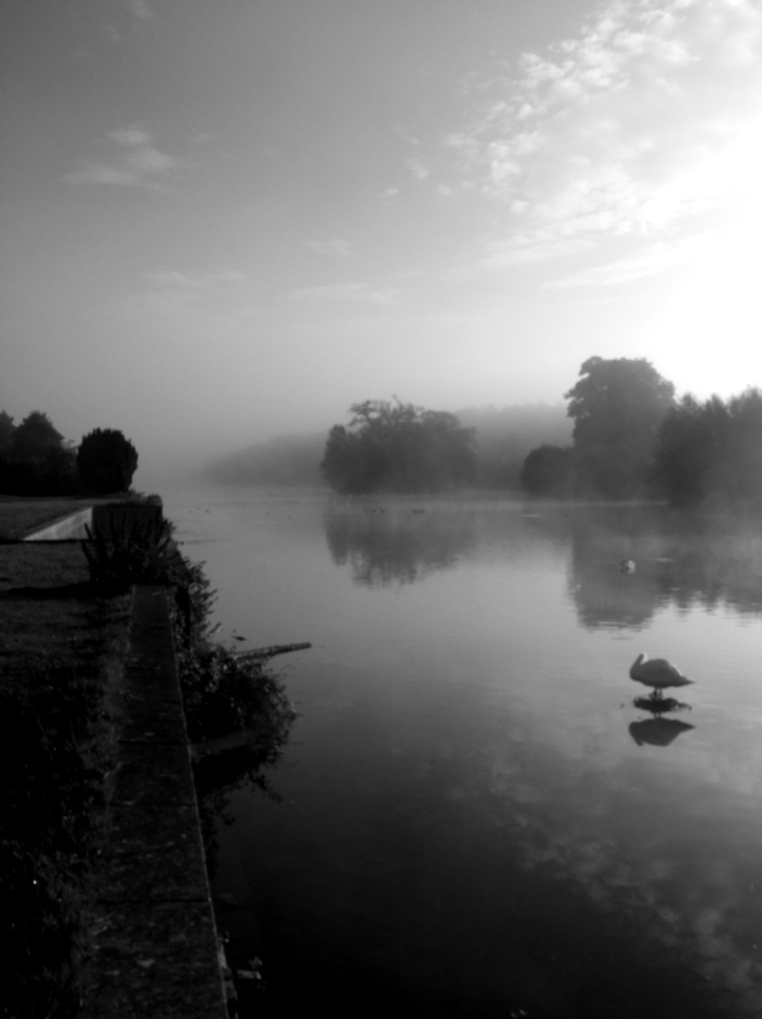 FujiFilm FinePix S200EXR (FinePix S205EXR) sample photo. Swan in mist clumber park photography