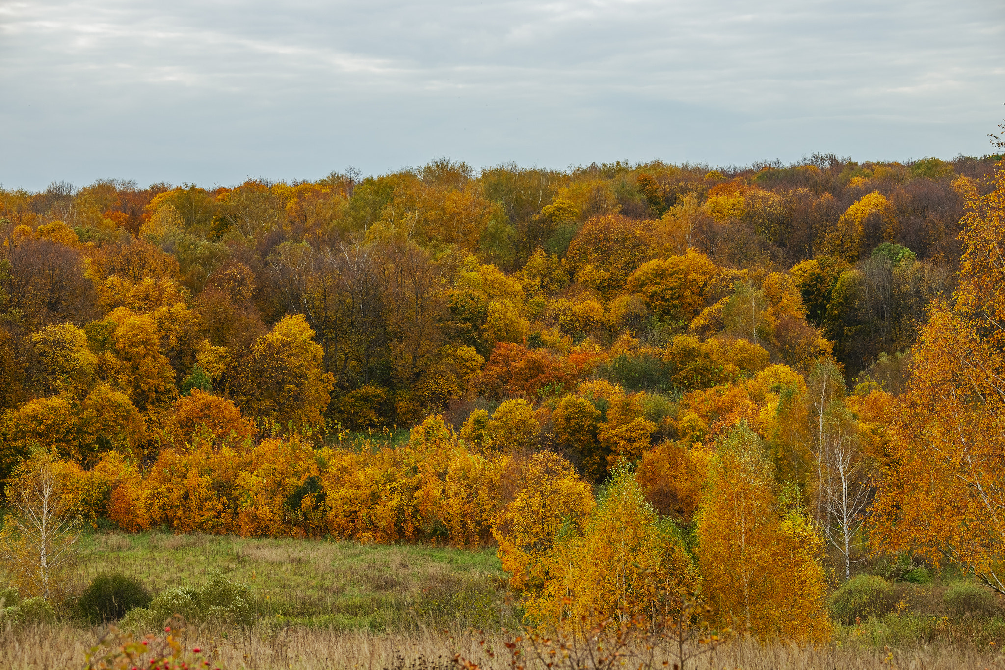 Canon EF 28-300mm F3.5-5.6L IS USM sample photo. Осенний лес photography