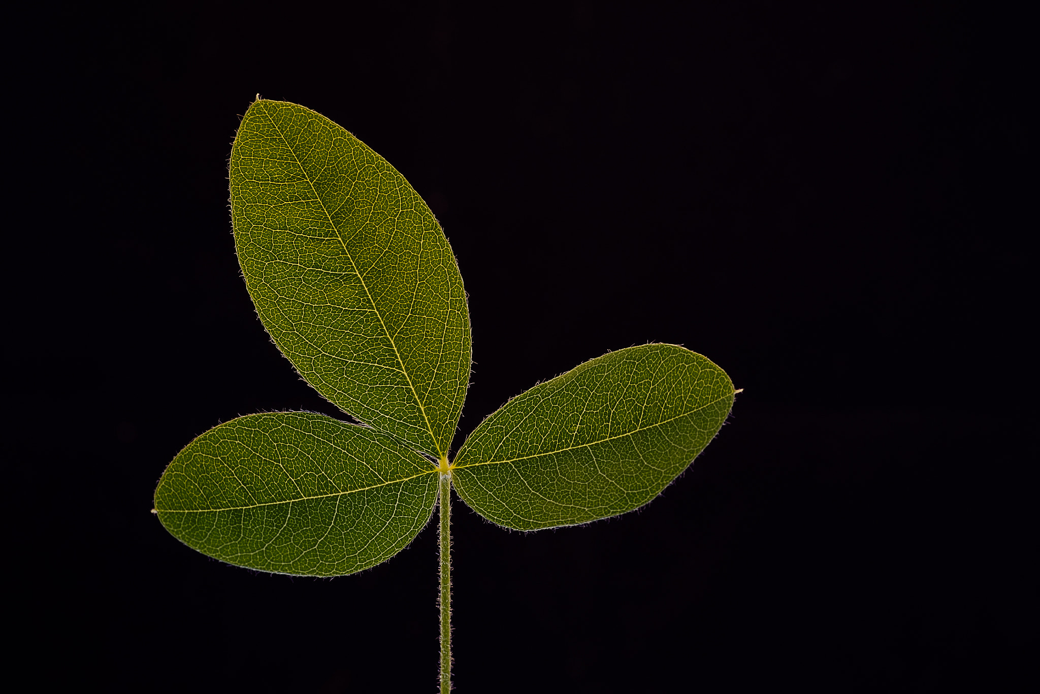 Tokina AT-X Pro 100mm F2.8 Macro sample photo. To be natural again photography