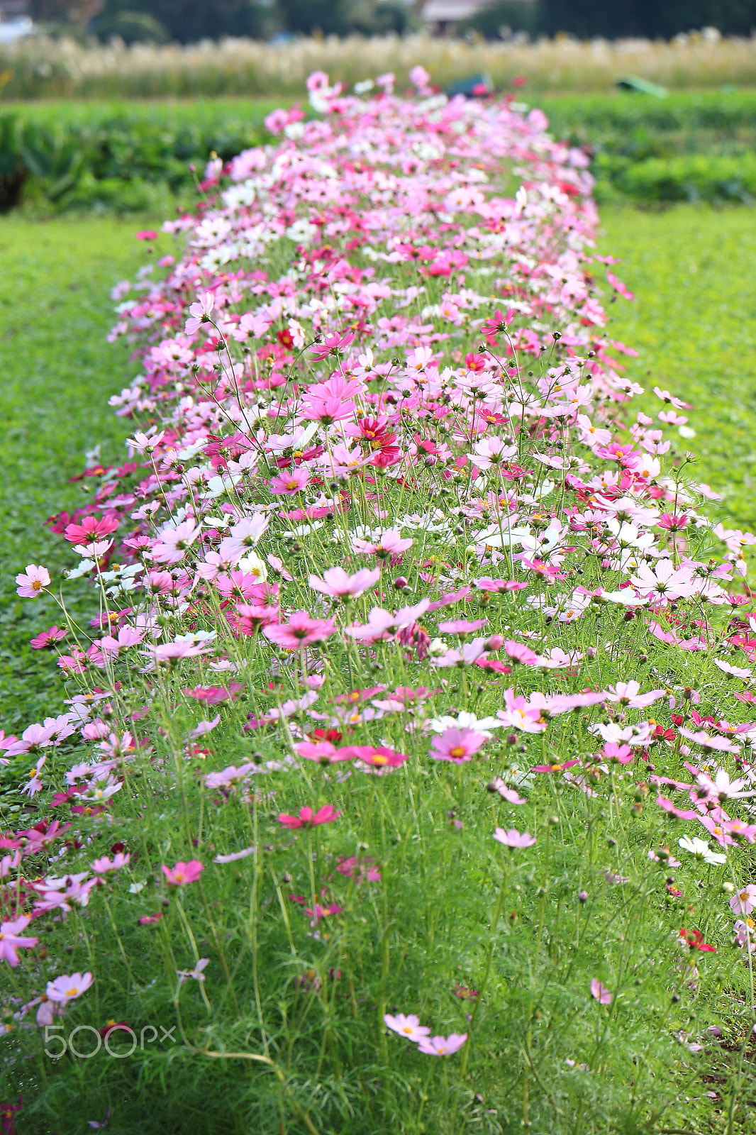 Canon EOS 700D (EOS Rebel T5i / EOS Kiss X7i) sample photo. Cosmos meadow photography