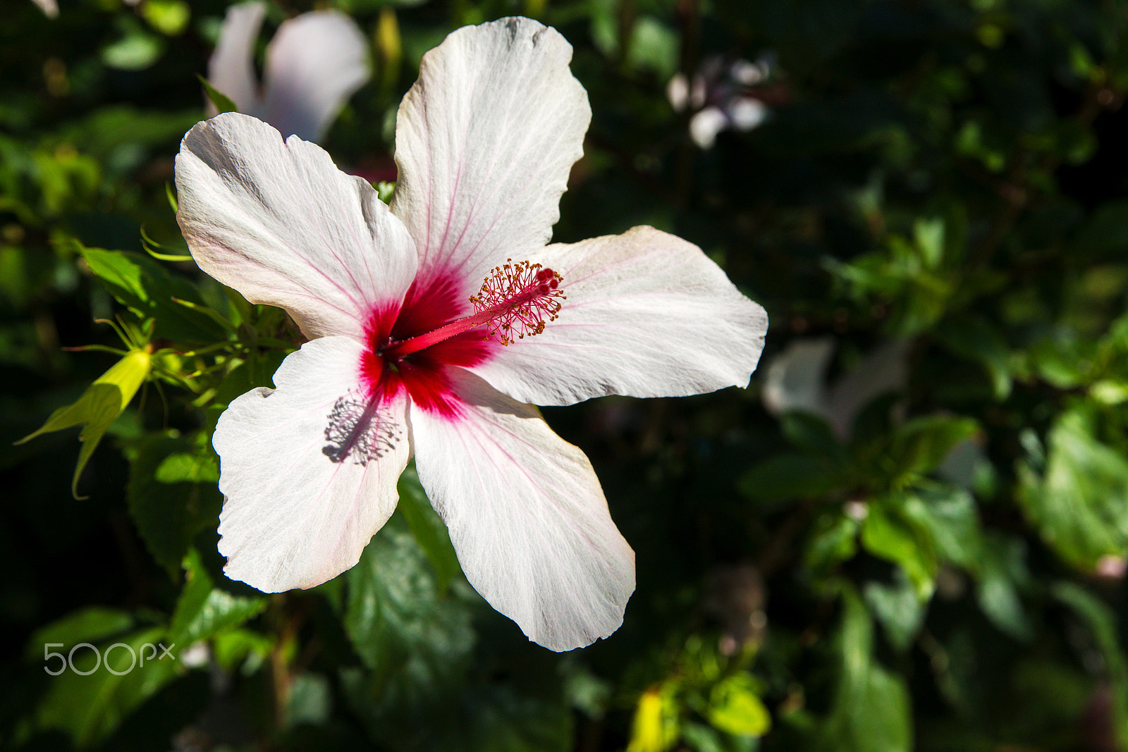 Sony SLT-A99V sample photo. Sunradar photography