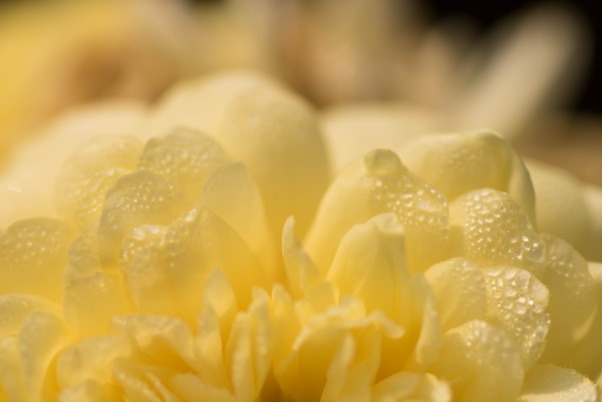 Canon EF 100mm F2.8L Macro IS USM sample photo. Morning dew photography