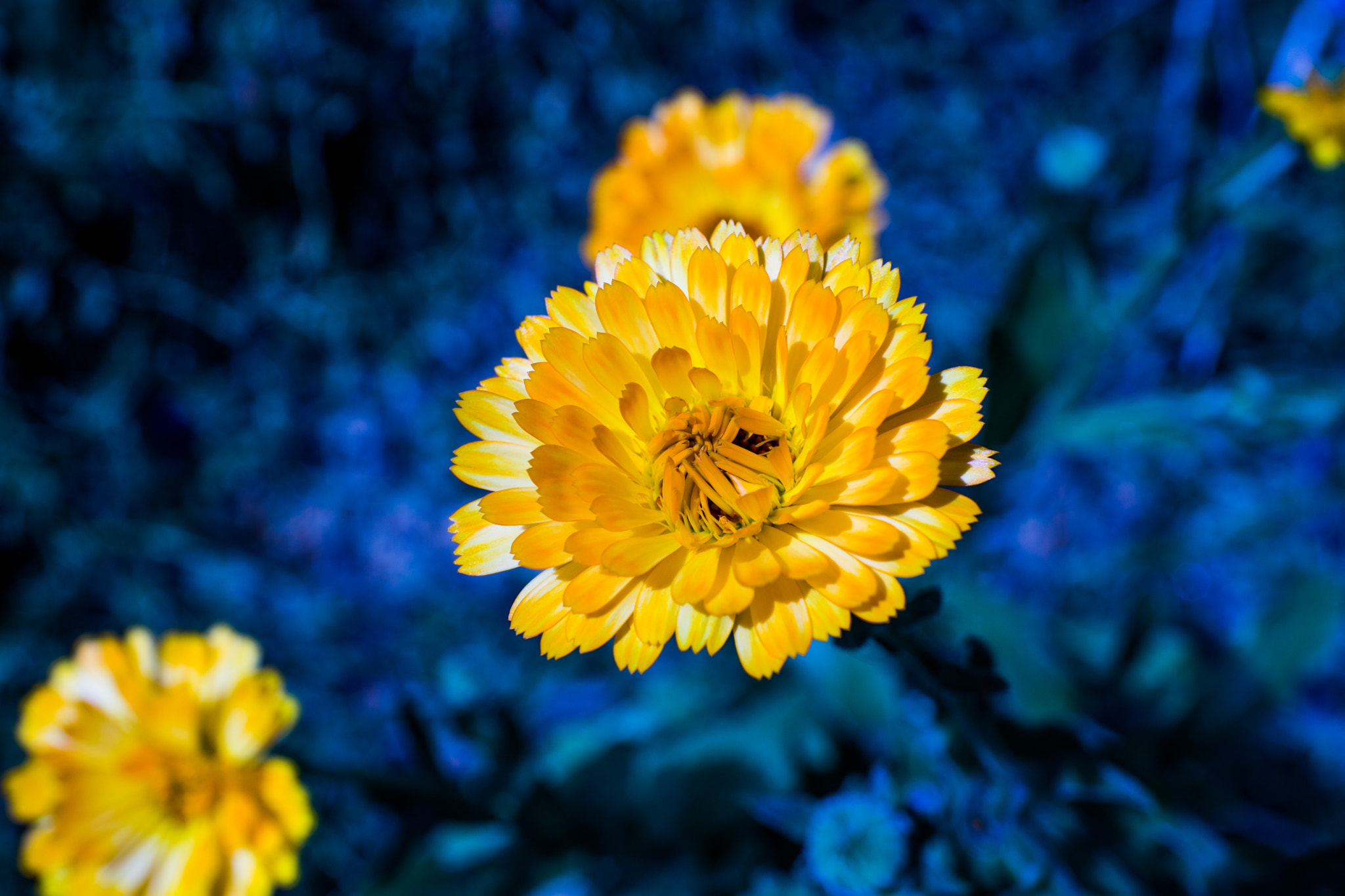 Sony Alpha NEX-7 + Sony E 30mm F3.5 Macro sample photo. Bright! photography