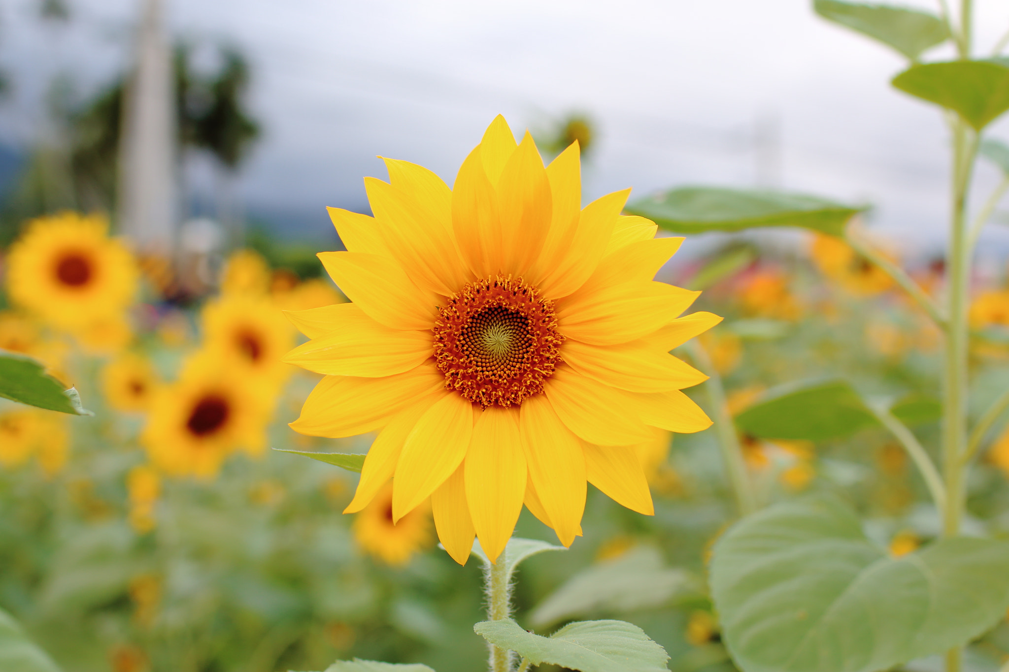 Canon EOS 70D + Canon EF 35mm F1.4L USM sample photo. Sunflower photography