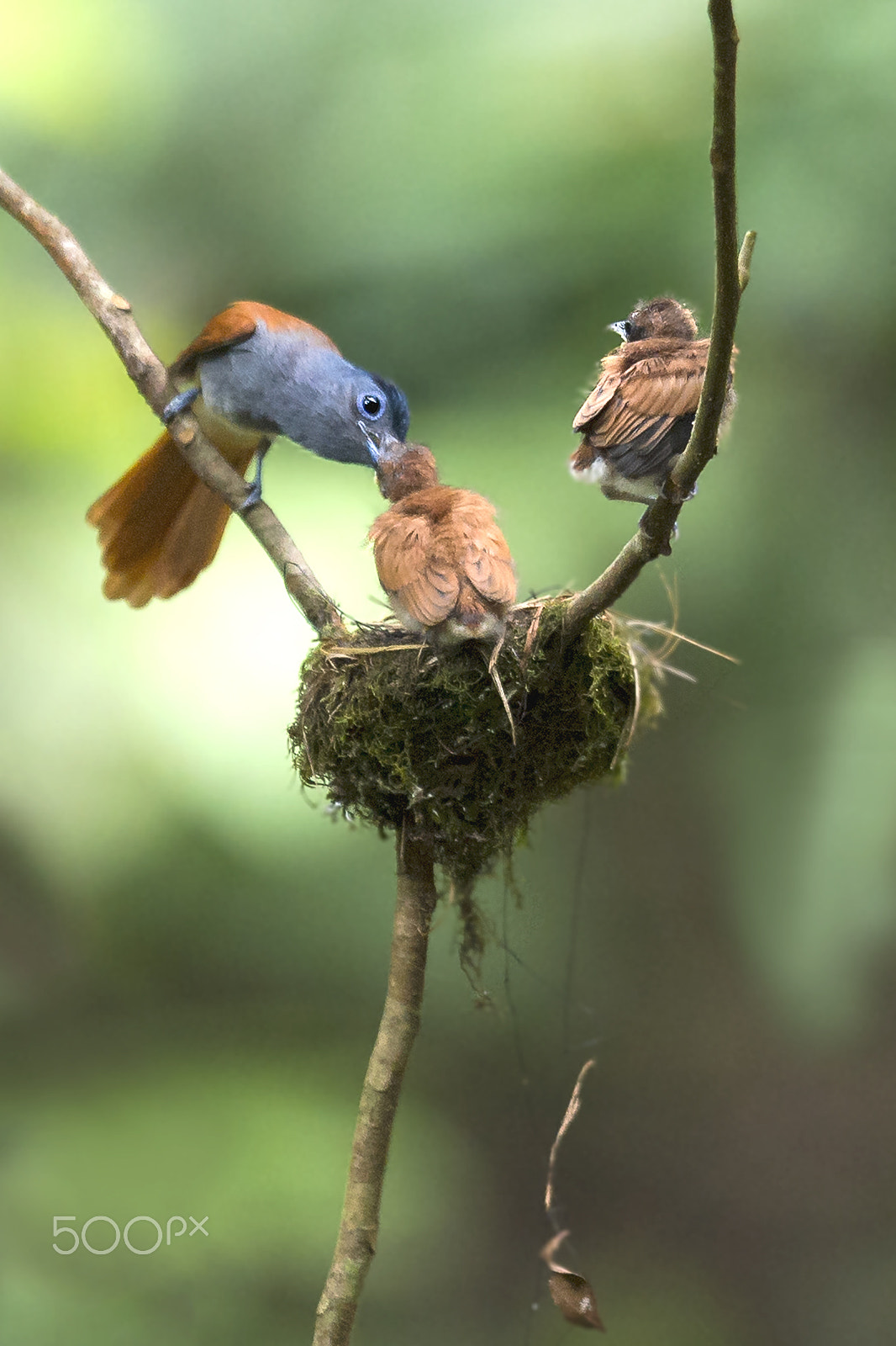 Nikon D4 sample photo. Asian paradise flycatcher photography