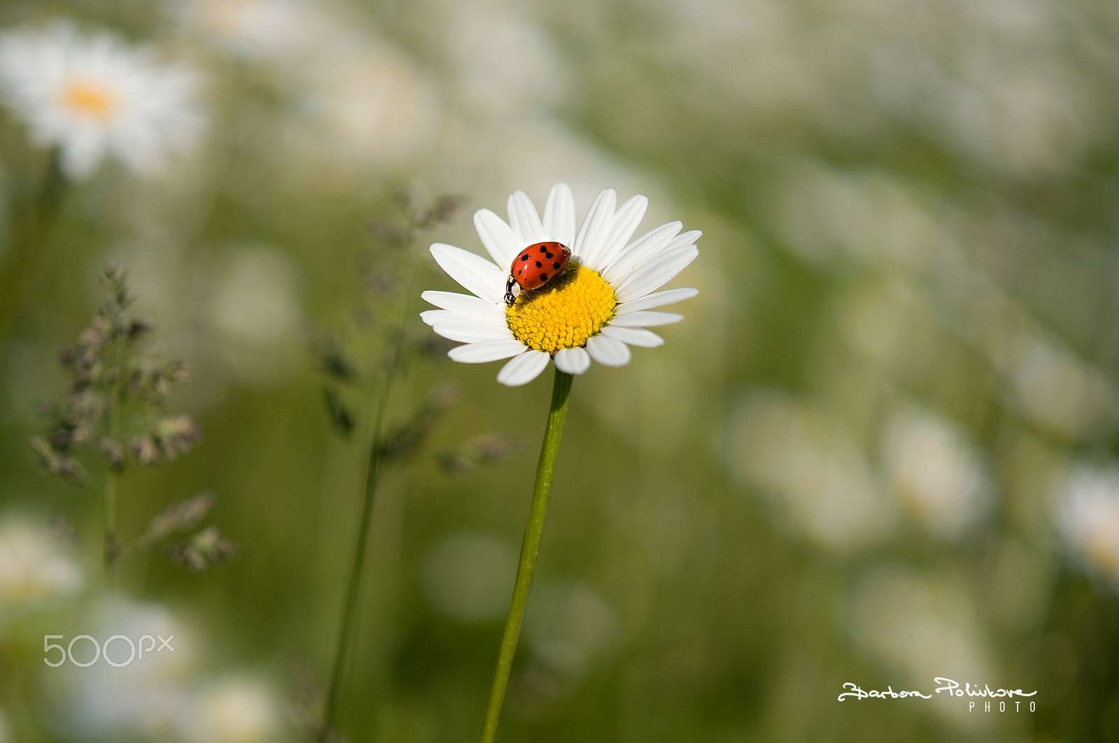Nikon AF-S Micro-Nikkor 60mm F2.8G ED sample photo. All i need photography