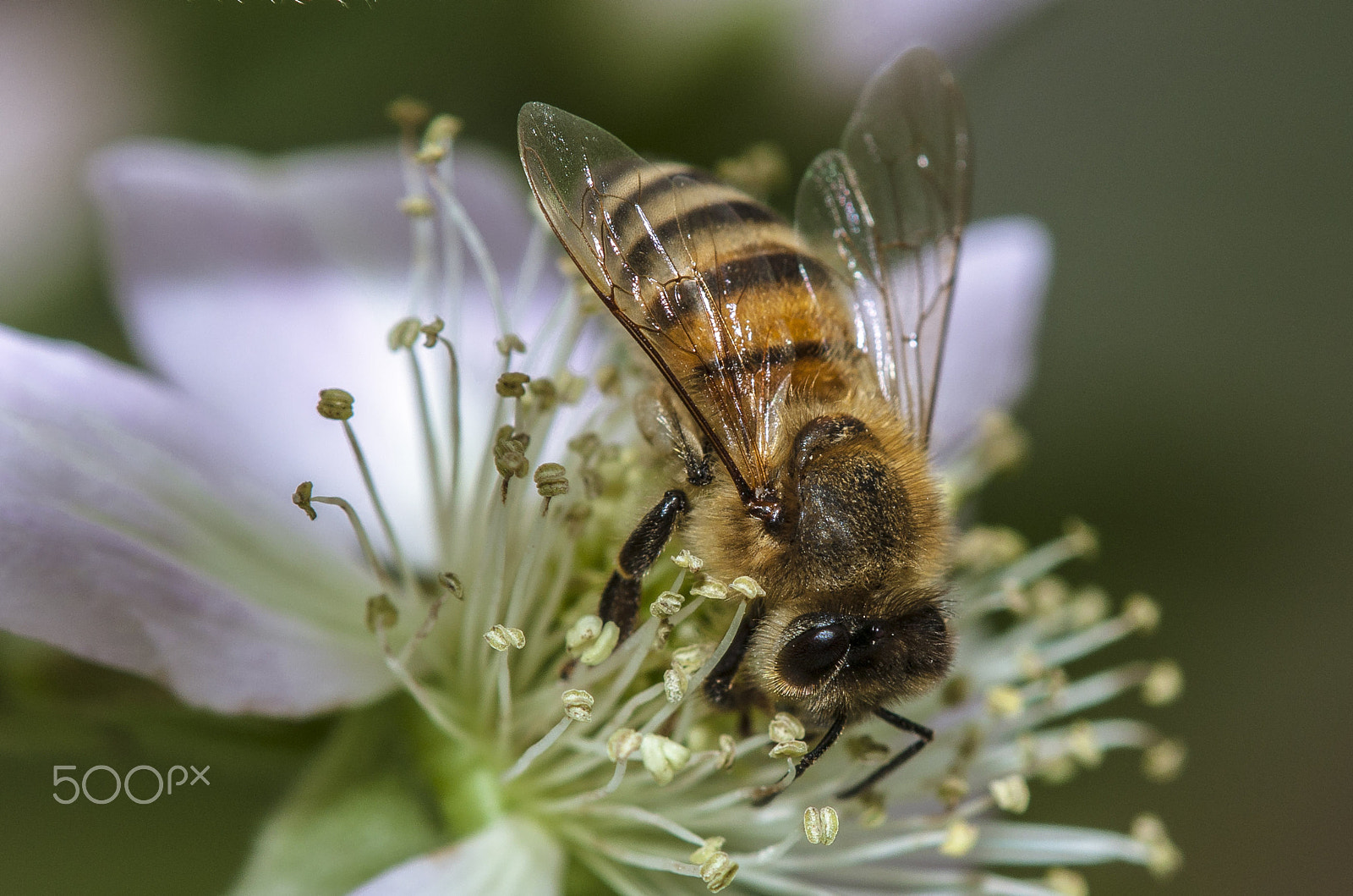 Canon EOS 40D + Tamron SP AF 180mm F3.5 Di LD (IF) Macro sample photo. Bee at work photography