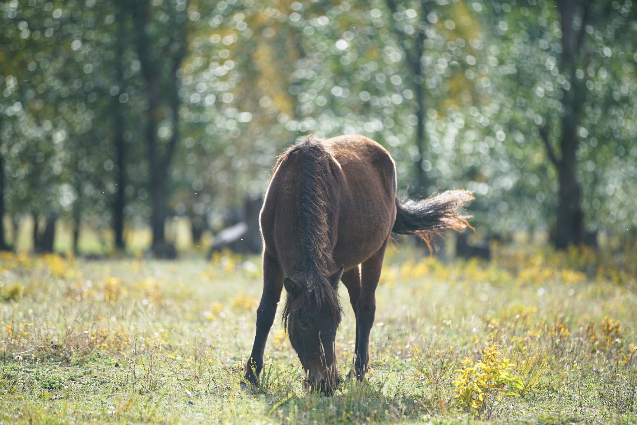 Canon EF 70-200mm F2.8L IS II USM sample photo. Wild horse photography