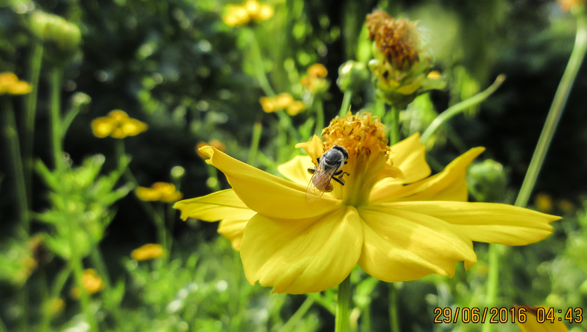 Canon PowerShot ELPH 340 HS (IXUS 265 HS / IXY 630) sample photo. Bumbling bee photography