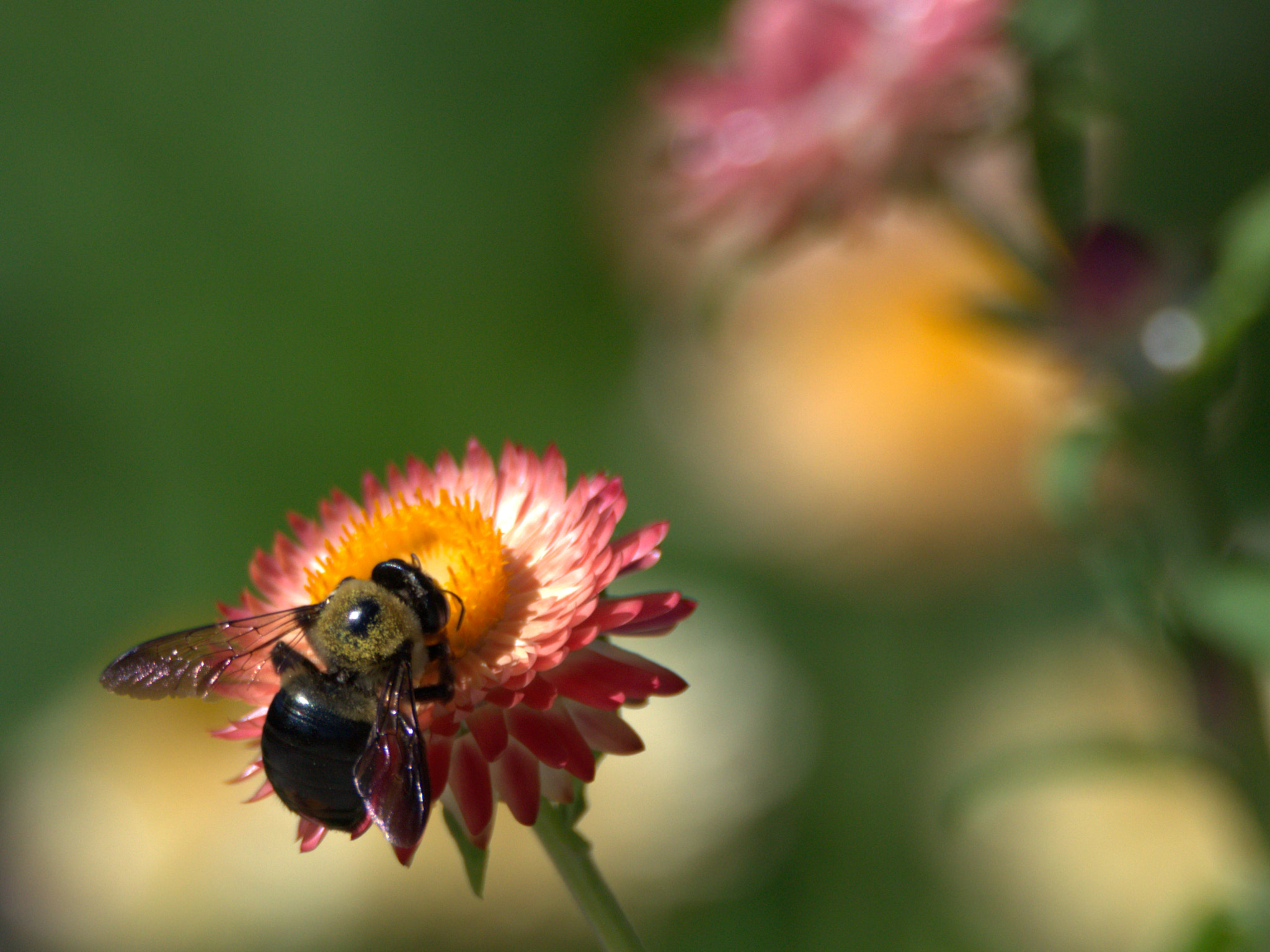 Nikon D3100 sample photo. Bee photography