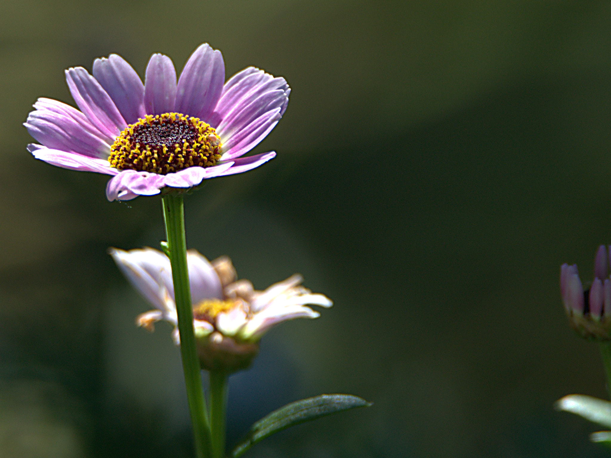 Nikon D3100 sample photo. Purple flower photography