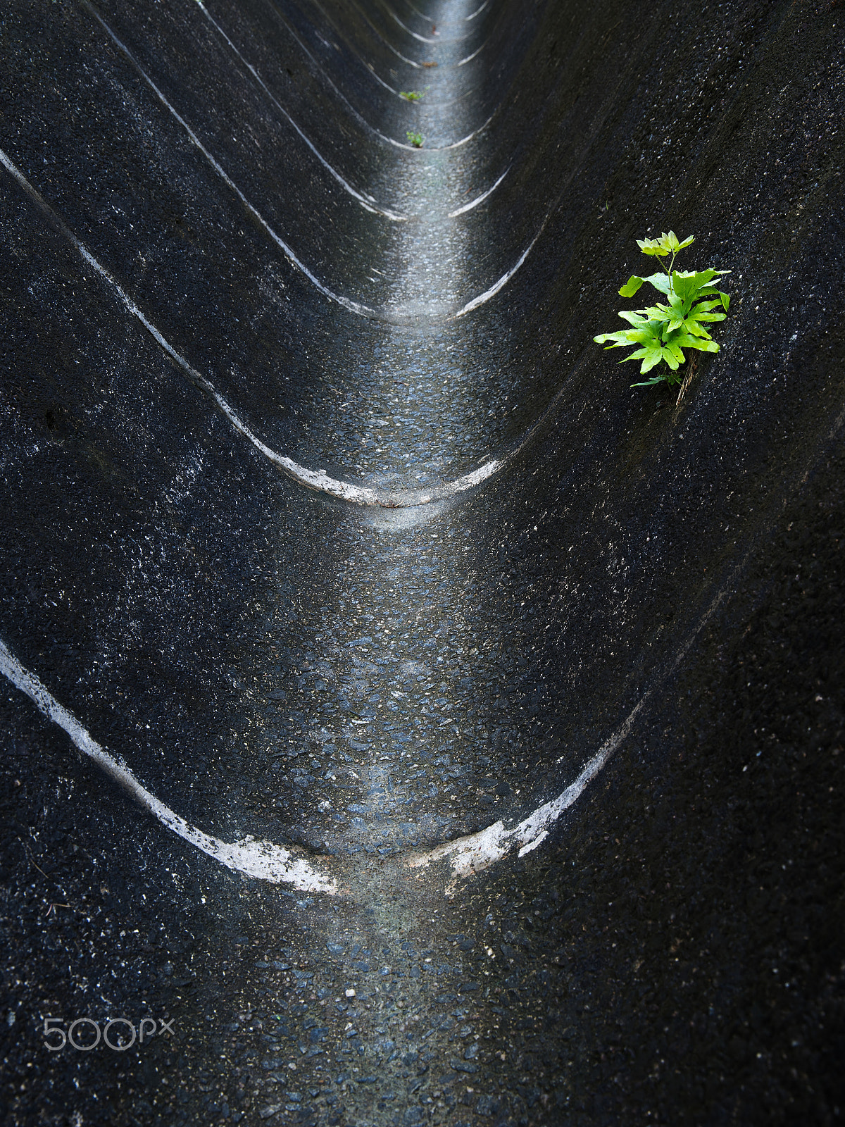Canon EF 24-105mm F3.5-5.6 IS STM sample photo. Thriving alone in ditch photography