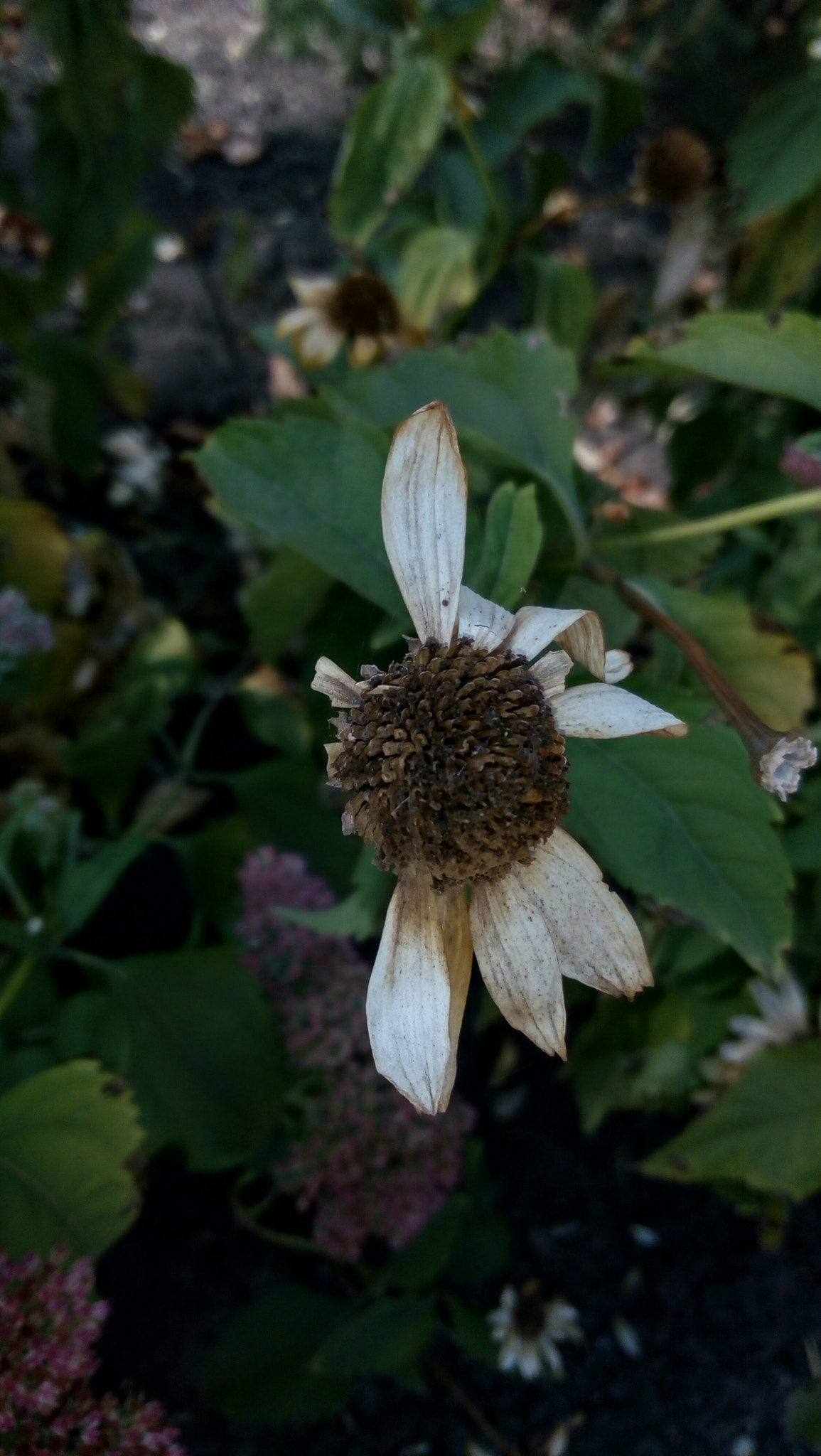 Lenovo P70-A sample photo