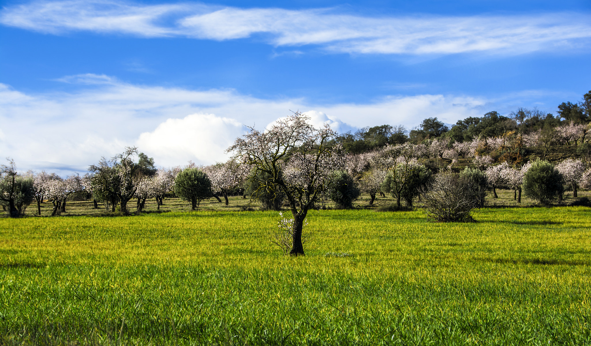 Sigma 18-200mm F3.5-6.3 II DC OS HSM sample photo. En el centro photography