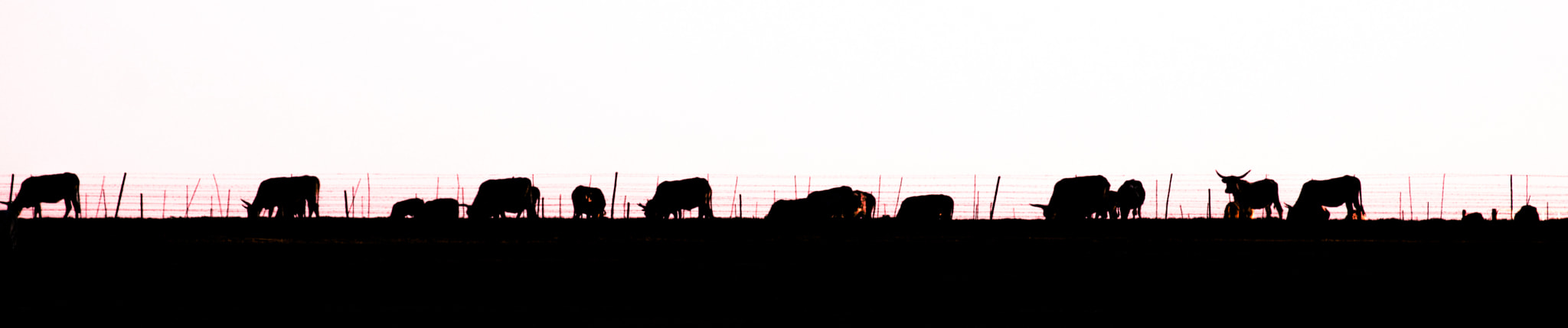 Canon EF 70-300mm F4-5.6L IS USM sample photo. Cow's at the end photography