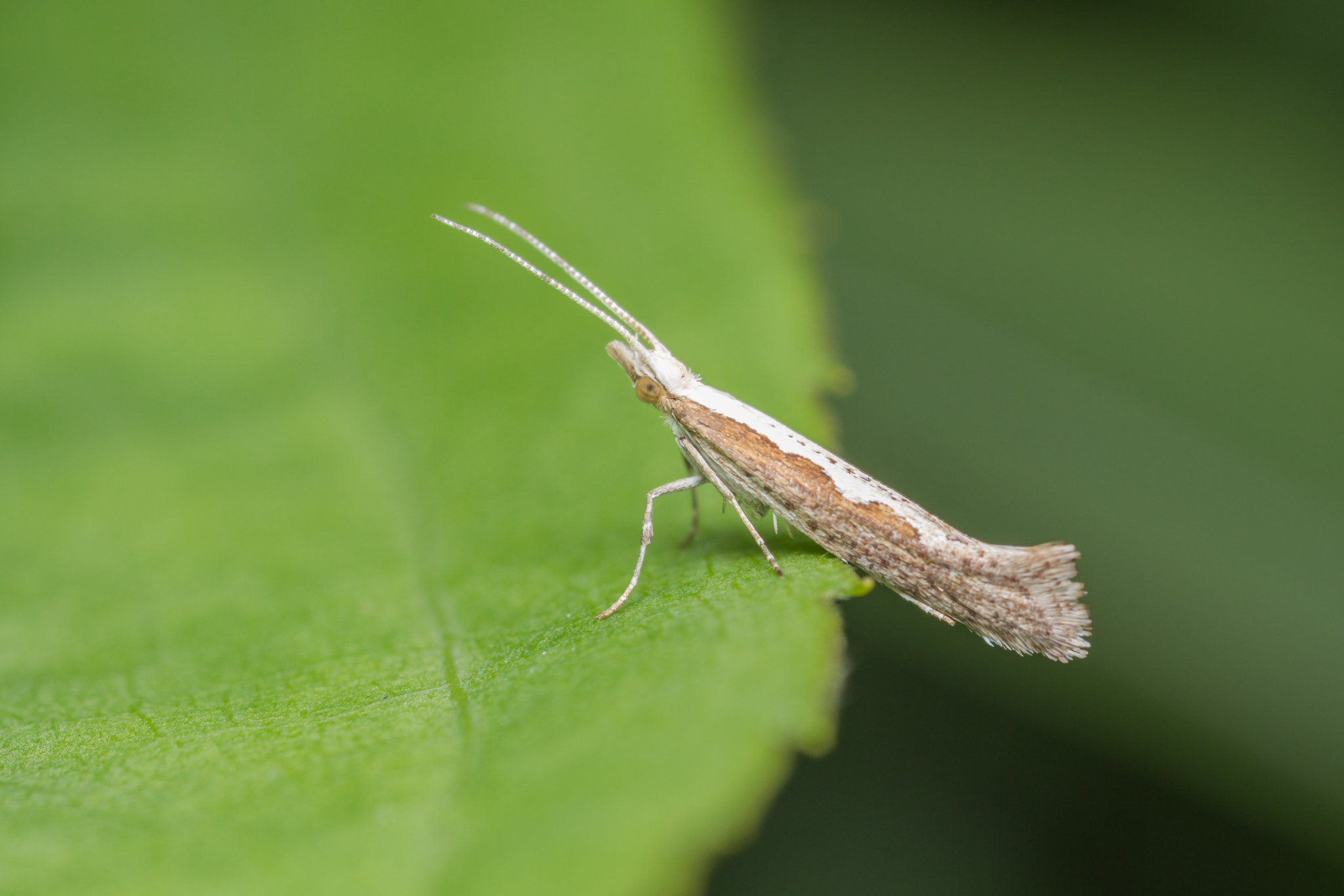 Canon EOS 7D sample photo. Diamondback moth (plutella xylostella) photography