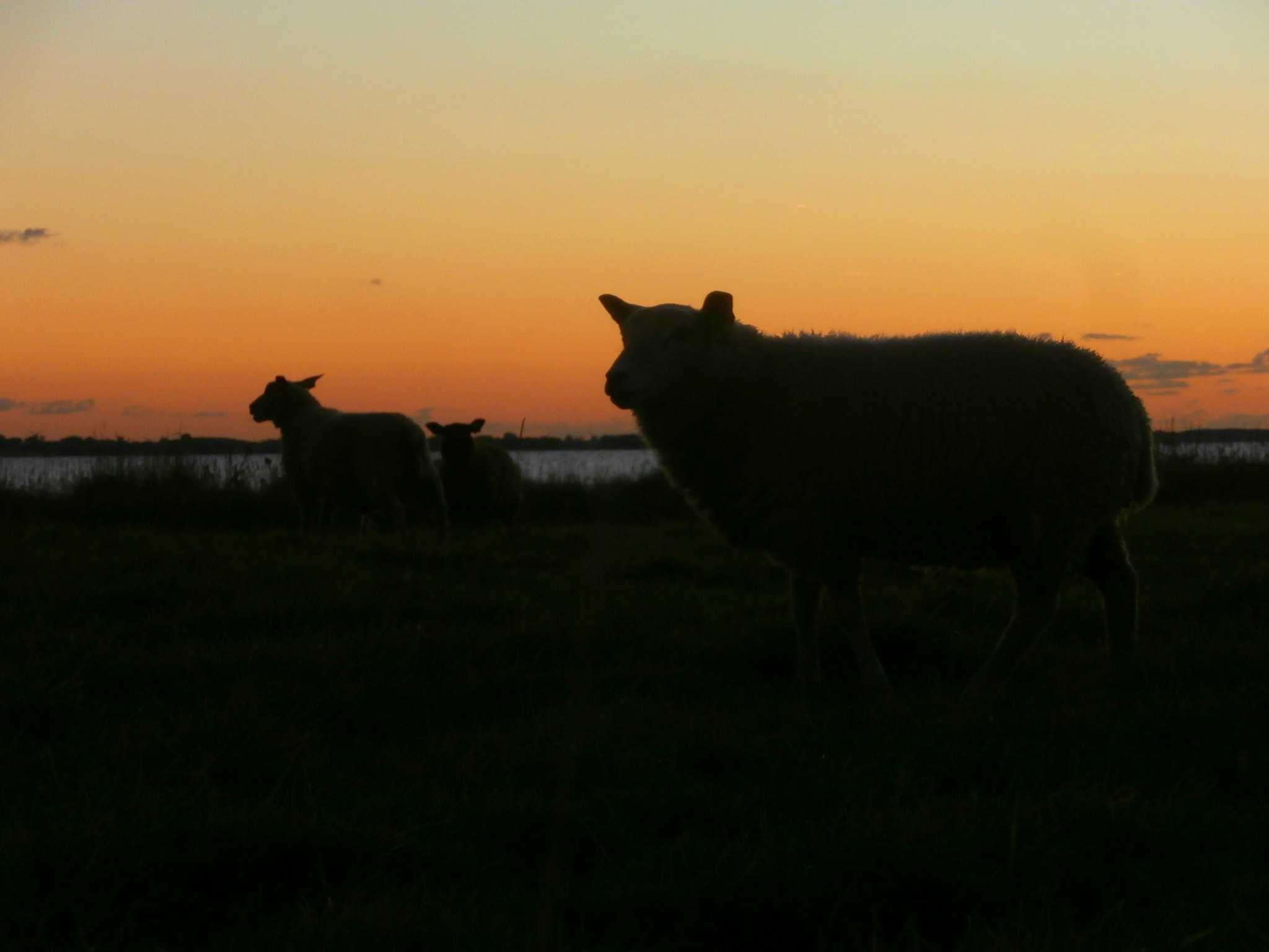 Olympus VR340,D750 sample photo. Counting sheeps bij night. ;-) photography