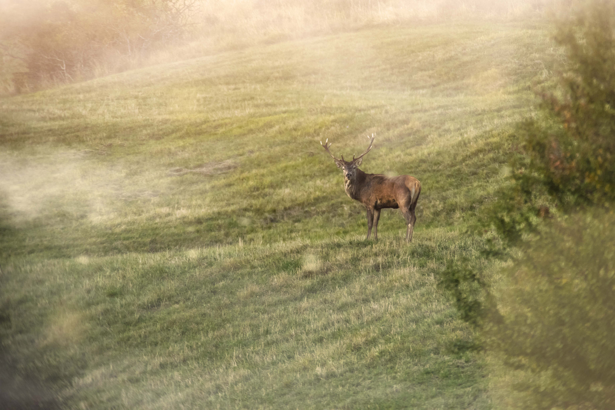 AF-S Zoom-Nikkor 80-200mm f/2.8D IF-ED sample photo. Deer photography