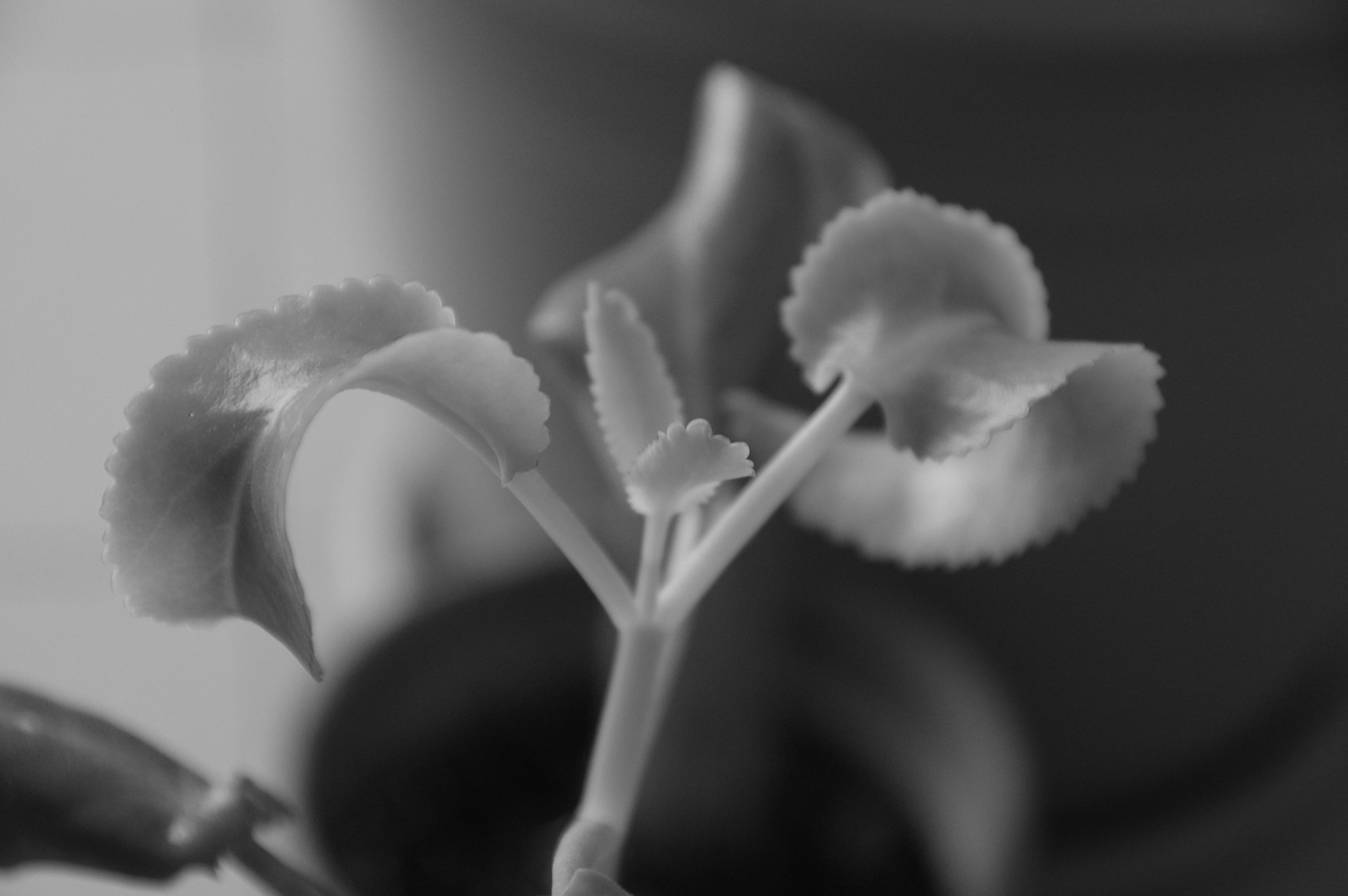 Pentax K-3 II sample photo. Kalanchoe photography