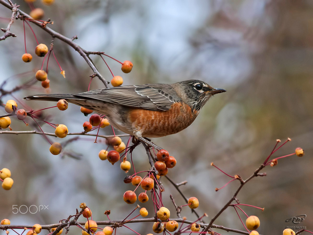 Canon EOS 40D + Canon EF 400mm F5.6L USM sample photo. American robin photography